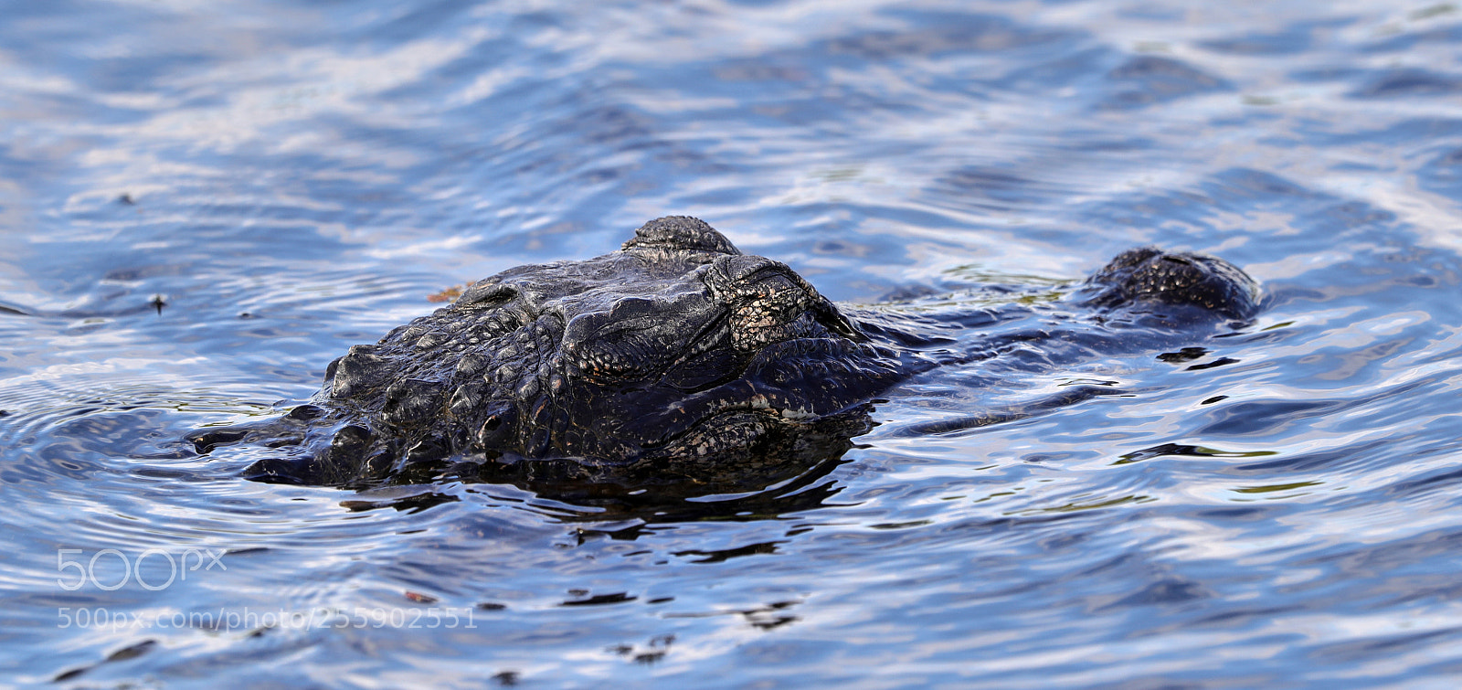 Canon EOS-1D X Mark II sample photo. 04-30-18-0015484.jpg photography