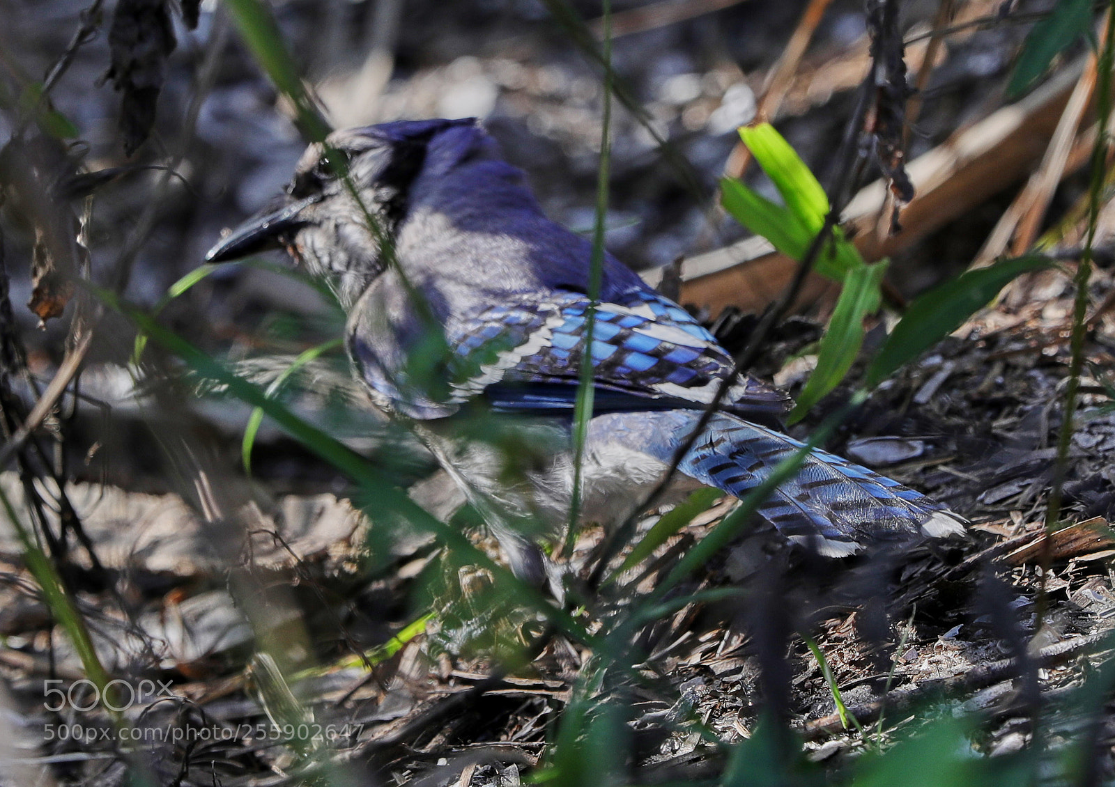 Canon EOS-1D X Mark II sample photo. 04-30-18-0015479.jpg photography