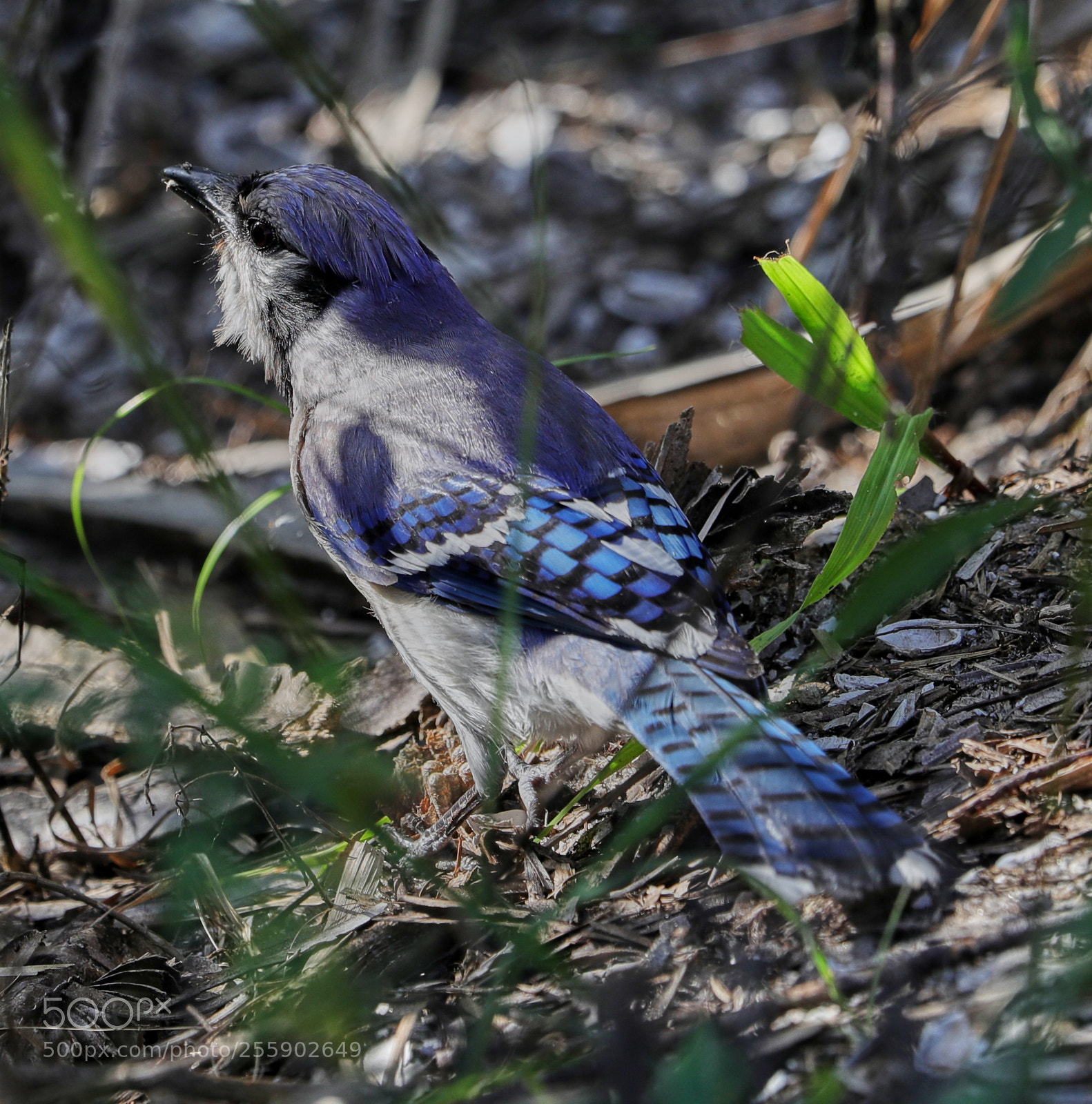 Canon EOS-1D X Mark II sample photo. 04-30-18-0015477.jpg photography