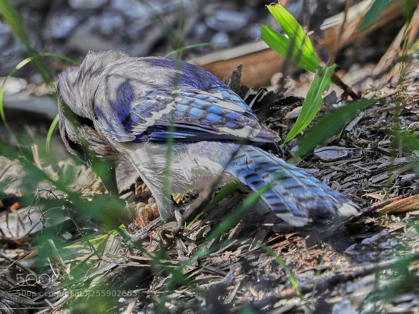 Canon EOS-1D X Mark II sample photo. 04-30-18-0015476.jpg photography