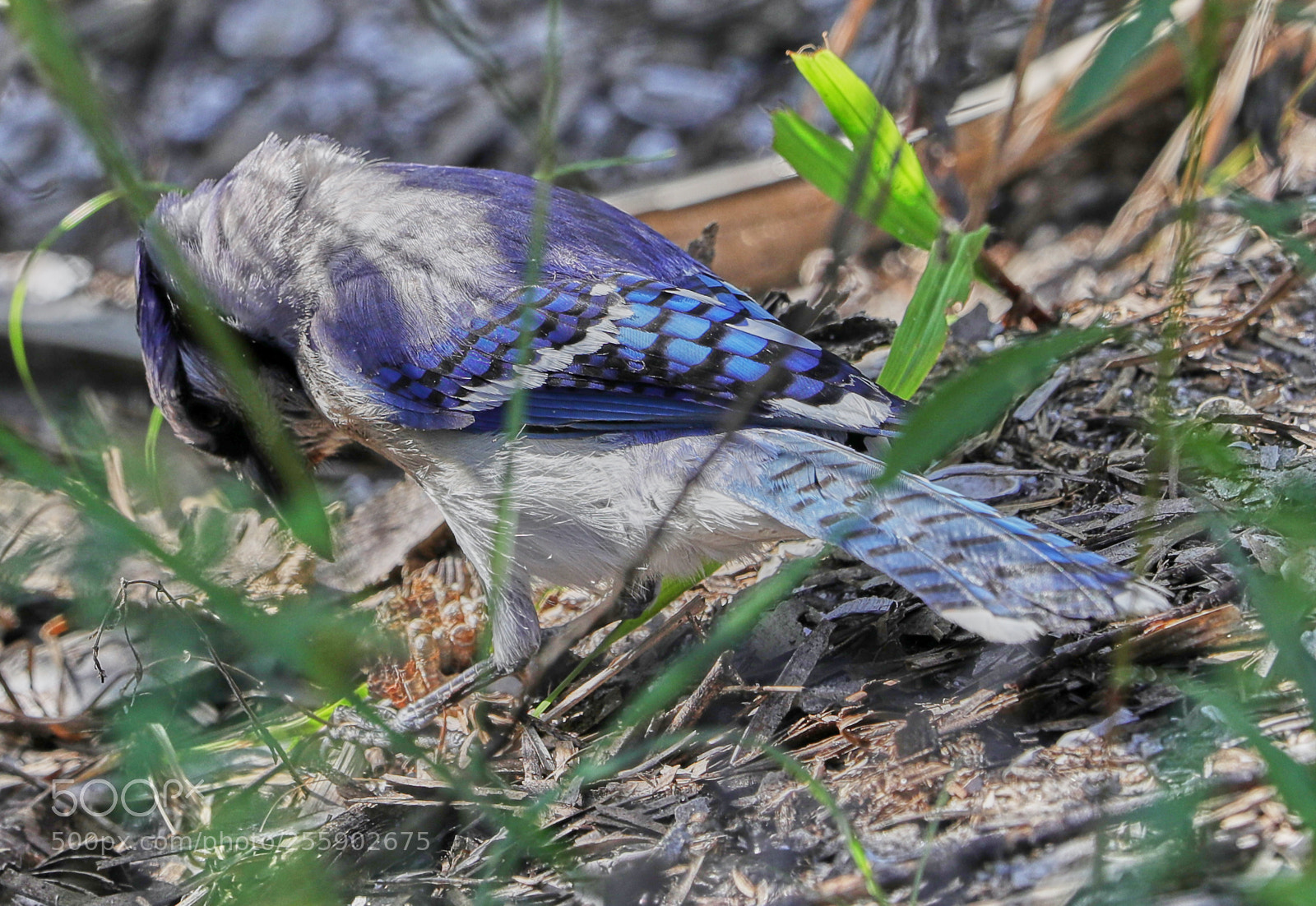 Canon EOS-1D X Mark II sample photo. 04-30-18-0015475.jpg photography