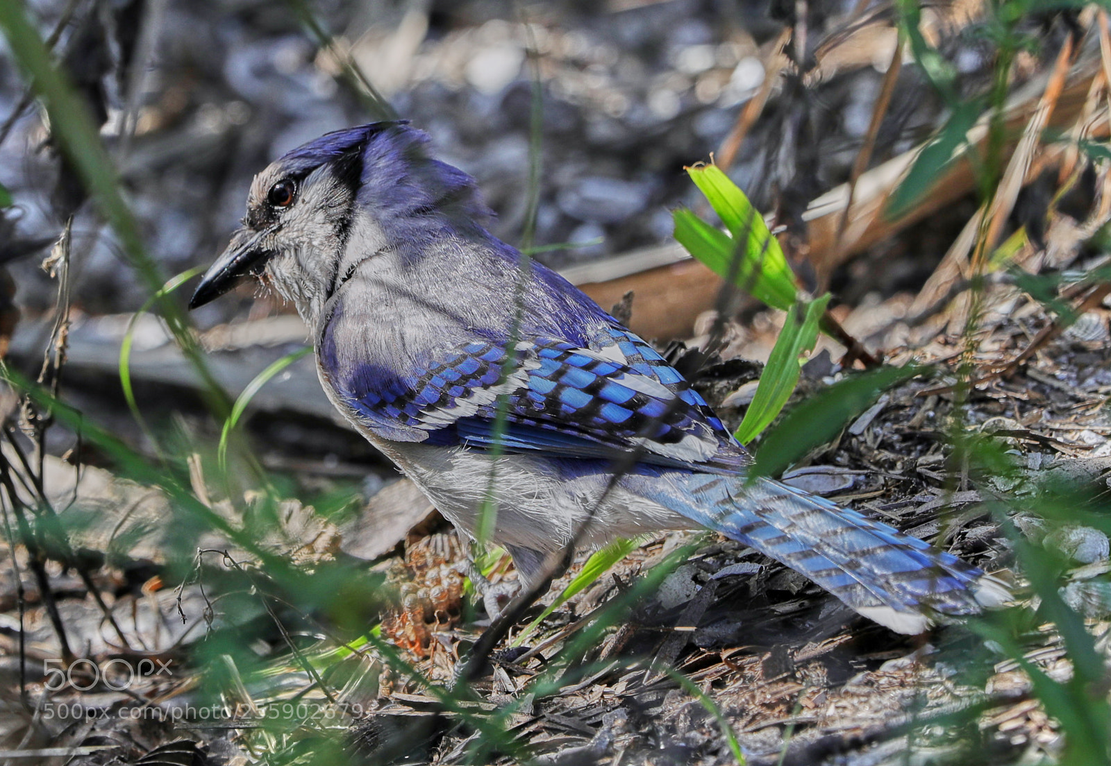Canon EOS-1D X Mark II sample photo. 04-30-18-0015474.jpg photography