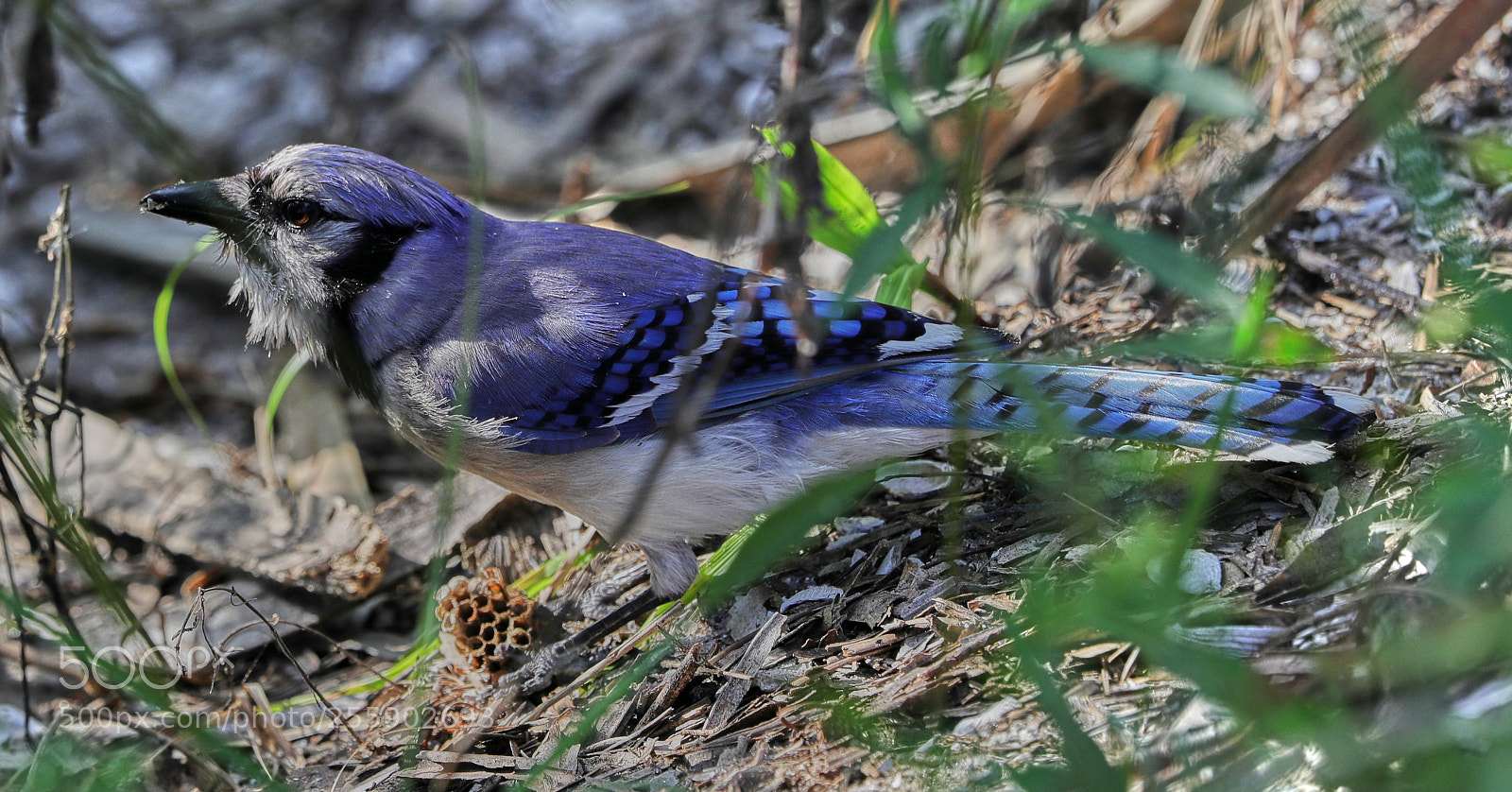 Canon EOS-1D X Mark II sample photo. 04-30-18-0015470.jpg photography