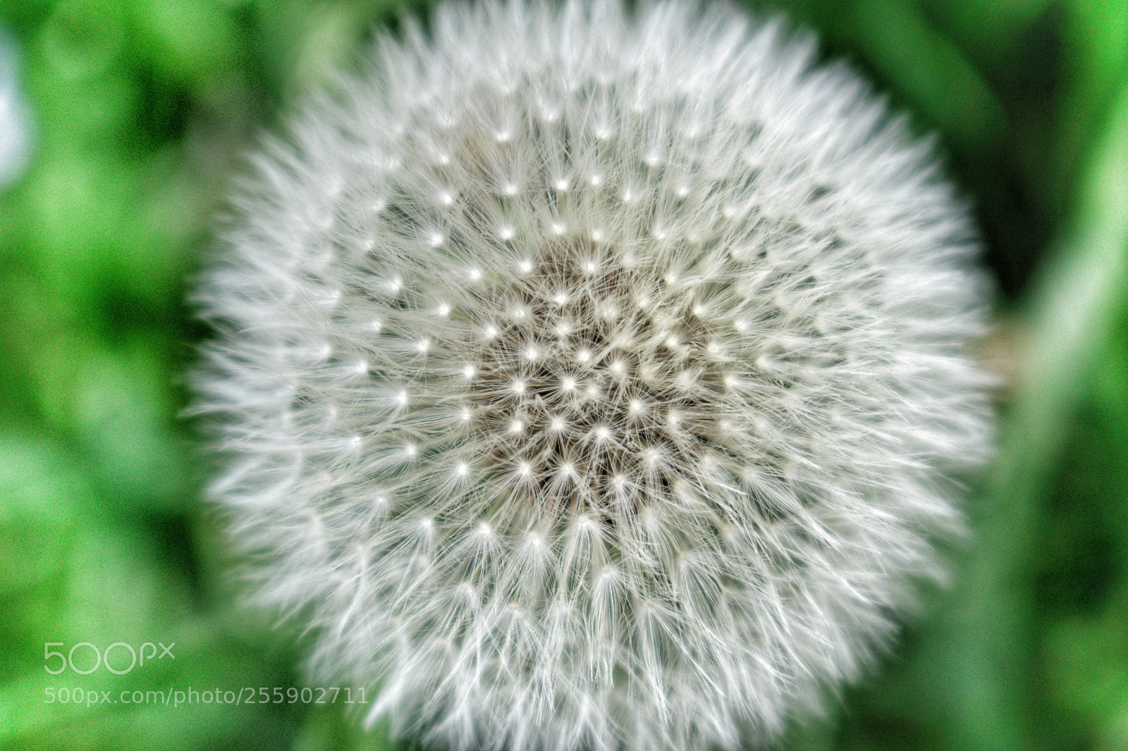 Nikon D5300 sample photo. Tarassaco photography