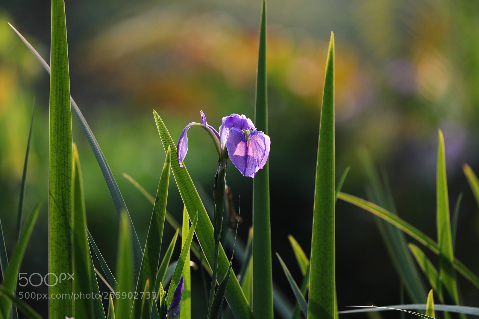 Canon EOS-1D X Mark II sample photo. Untitled photography