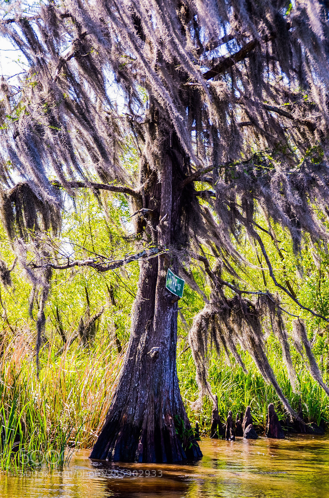 Nikon D5100 sample photo. Swamp tree photography