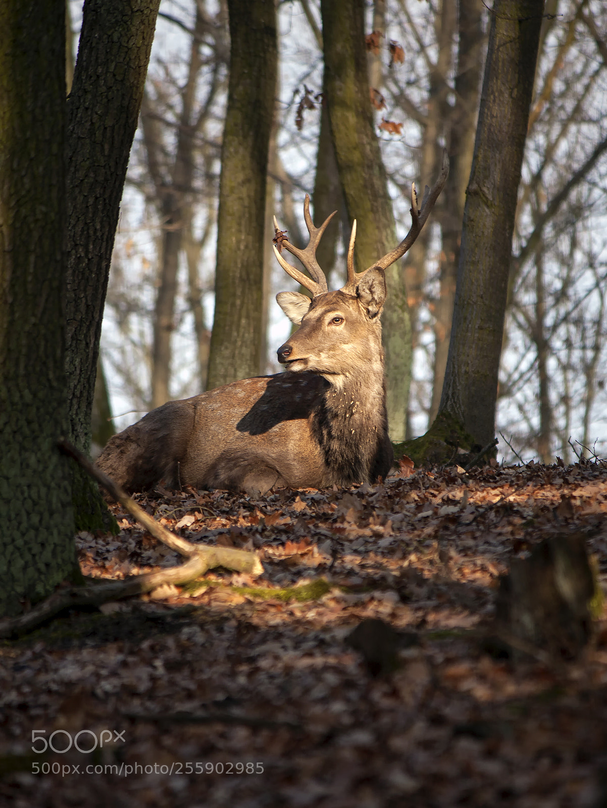 Canon EOS 40D sample photo. Sika photography