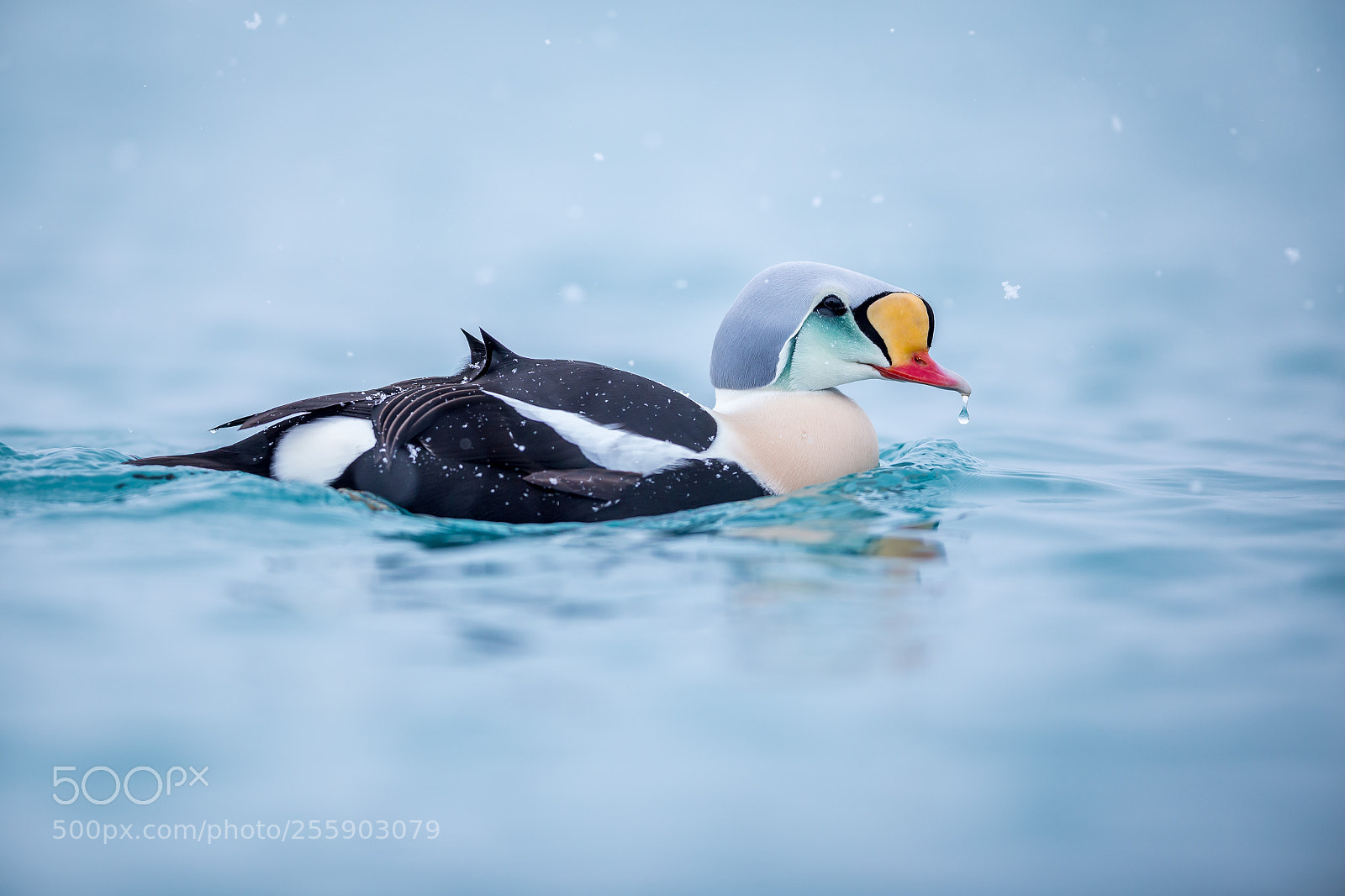 Canon EOS 6D sample photo. King eider photography