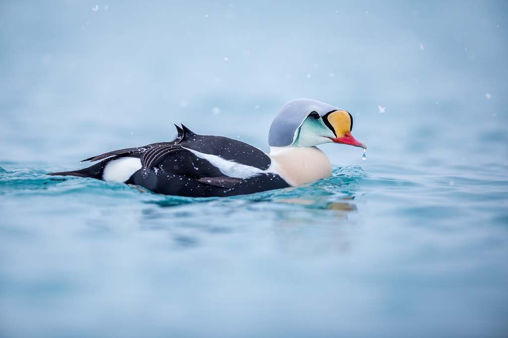 King Eider by Colorful duck species