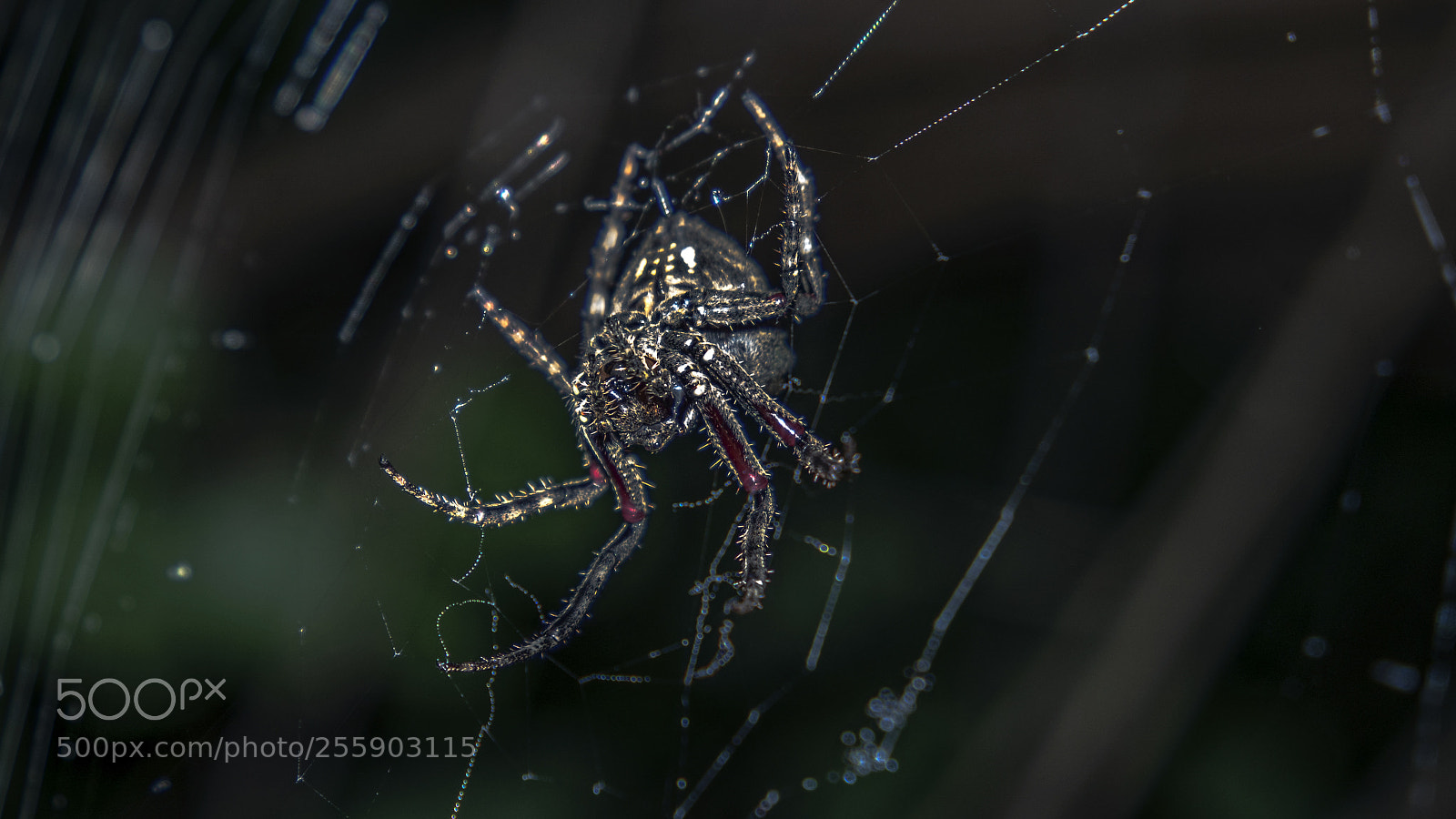 Samsung NX3000 sample photo. Araña - spider photography