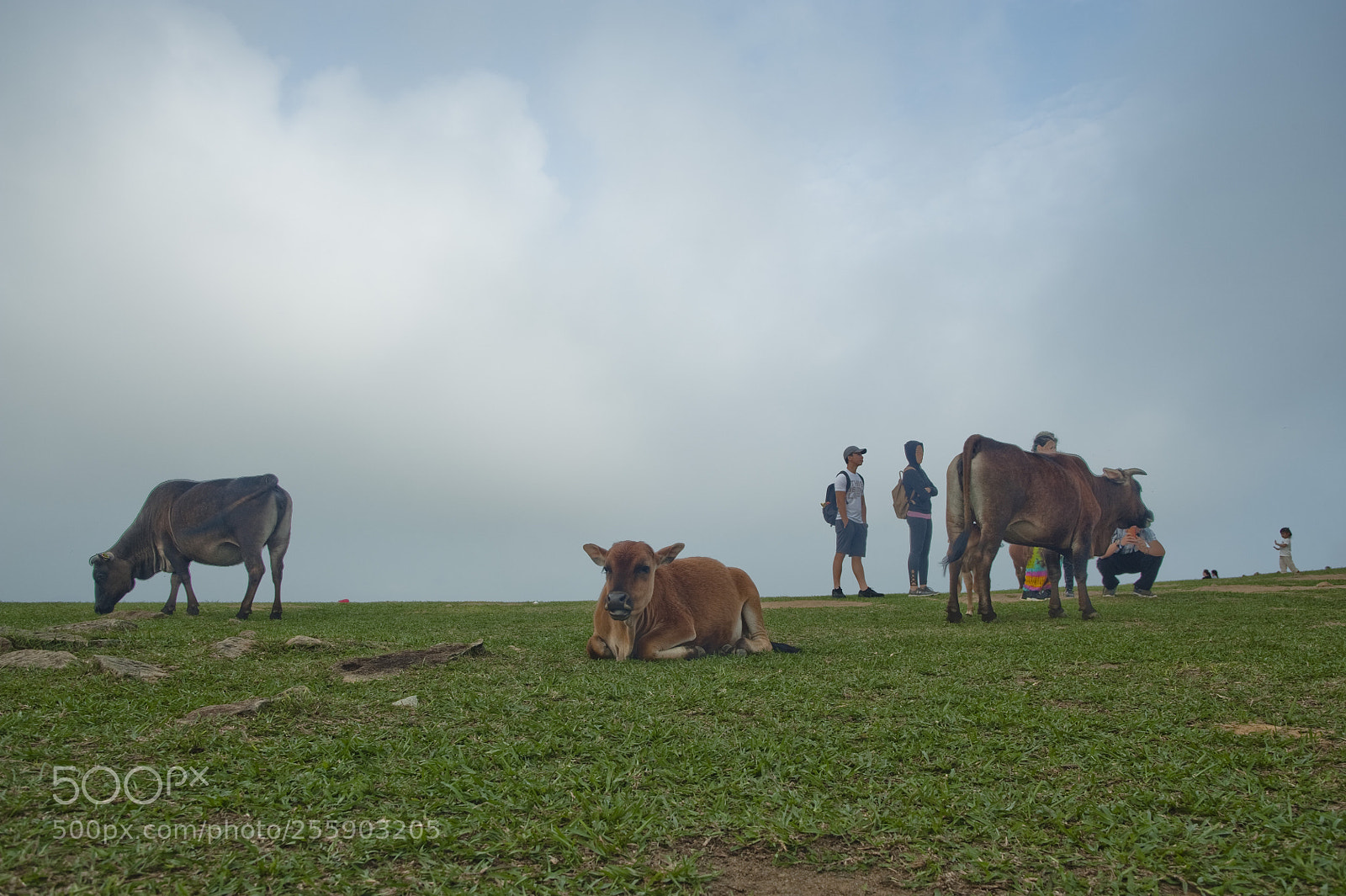 Nikon D700 sample photo. Cows in the right photography