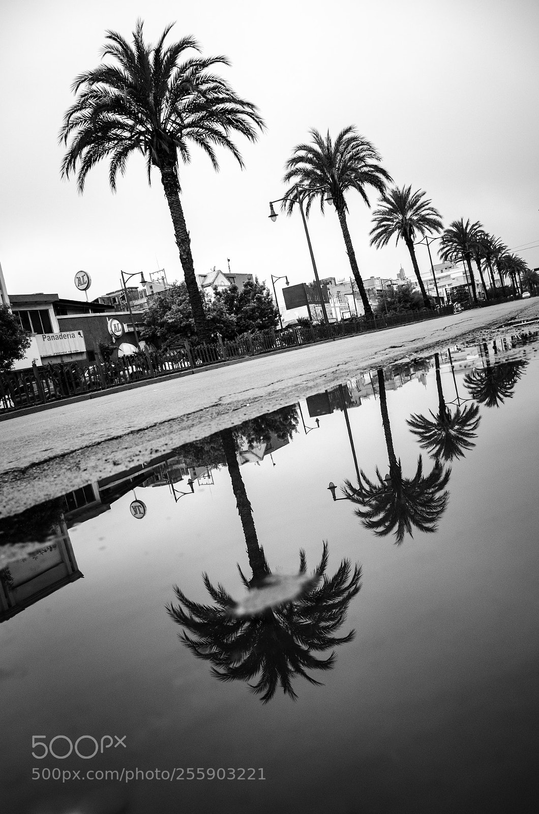Nikon D7000 sample photo. Palm trees photography