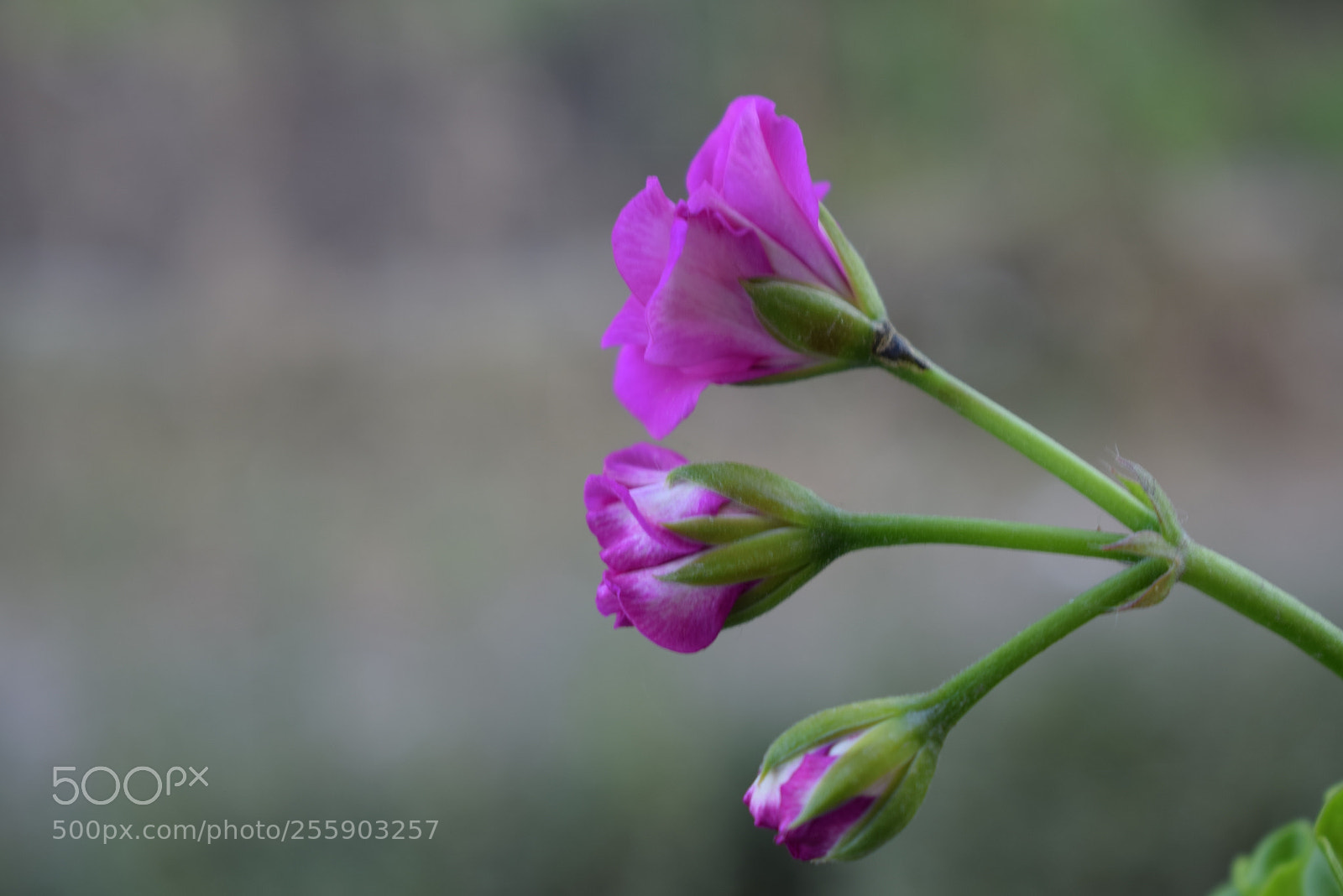 Nikon D5300 sample photo. Purple garden flower photography