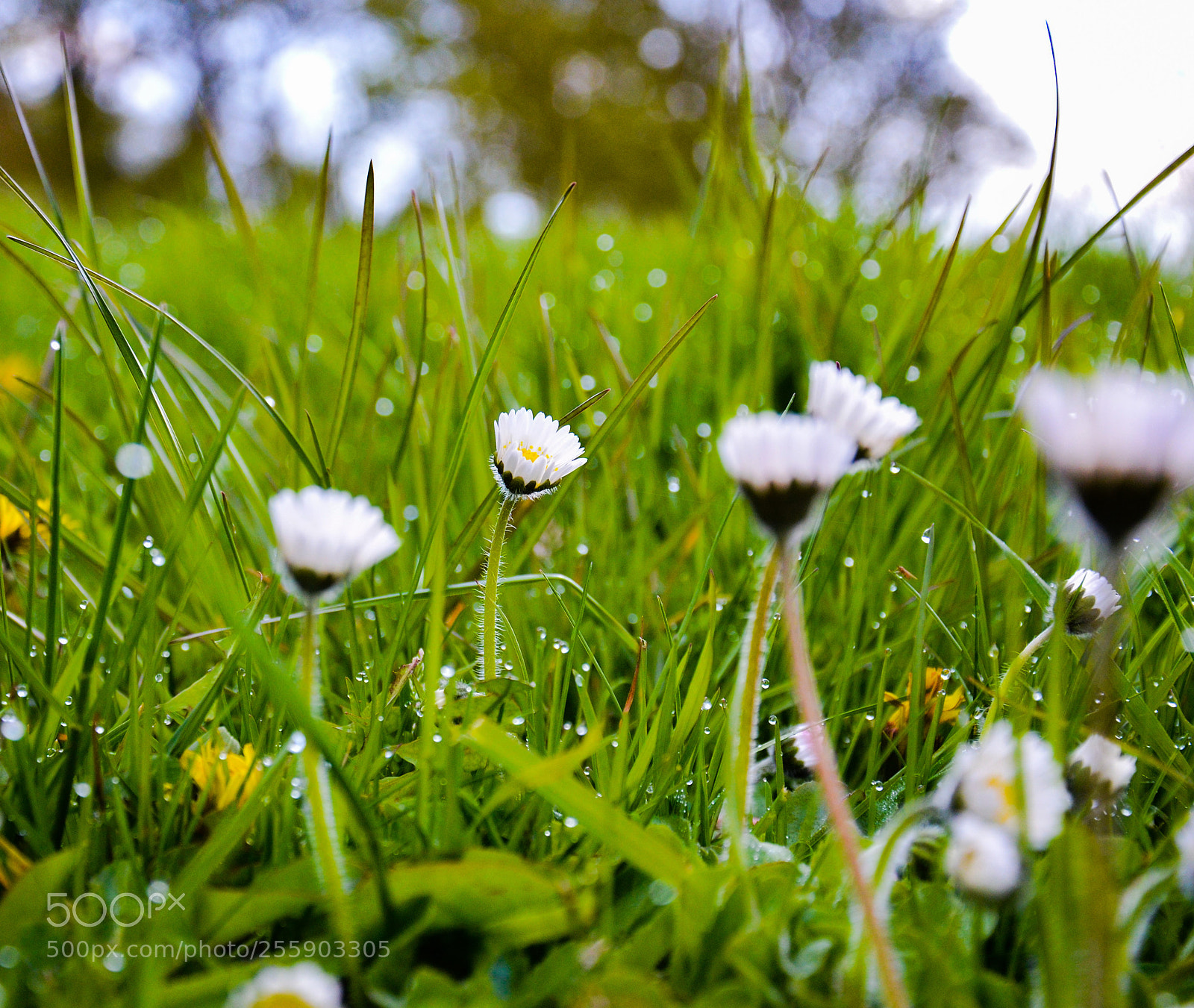 Nikon D5100 sample photo. The only one photography