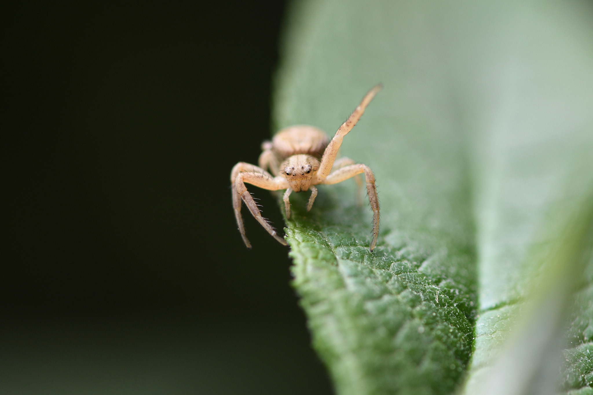 Nikon AF-S Micro-Nikkor 105mm F2.8G IF-ED VR sample photo. Tite araignée photography