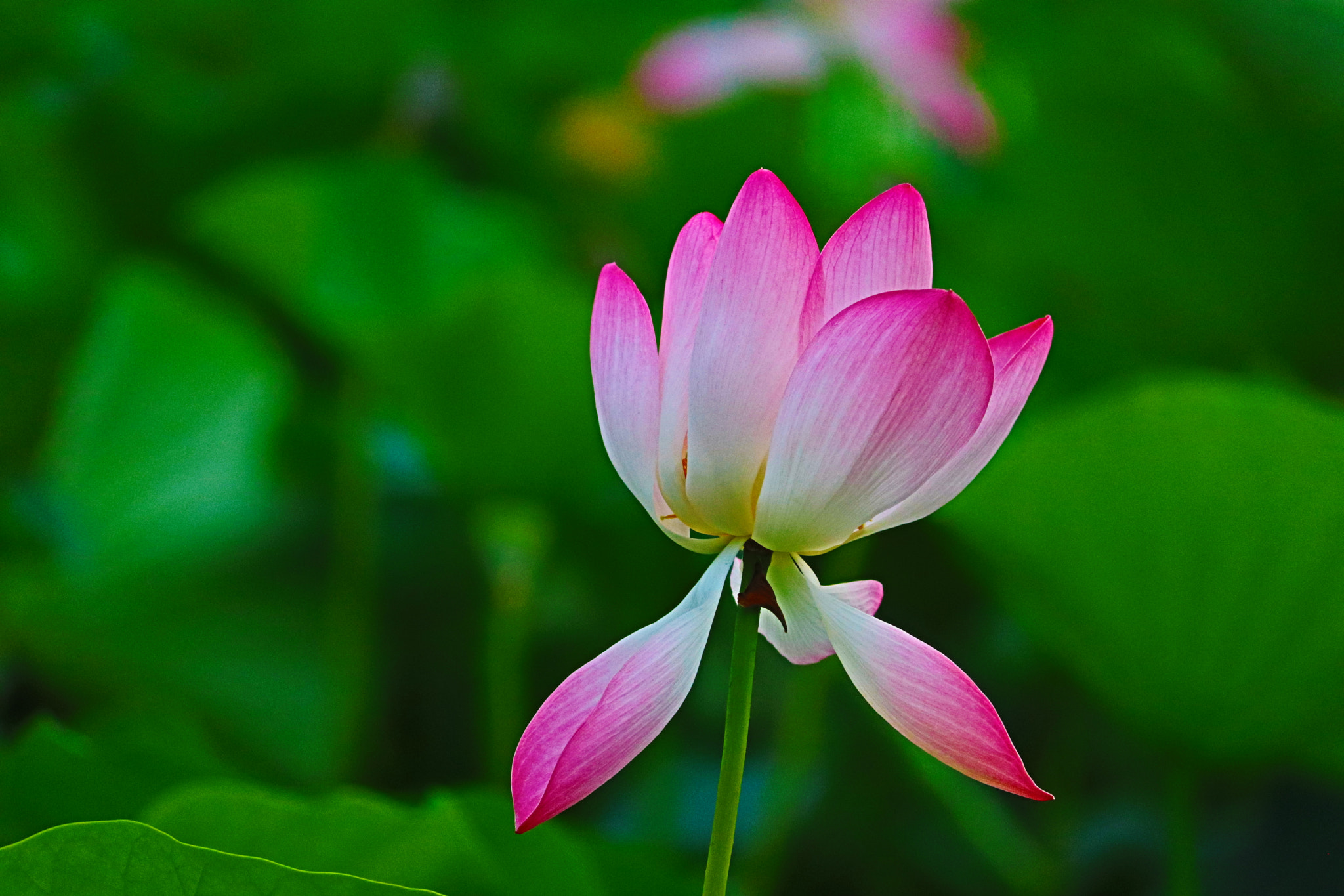 Canon EOS 77D (EOS 9000D / EOS 770D) sample photo. Lotus photography