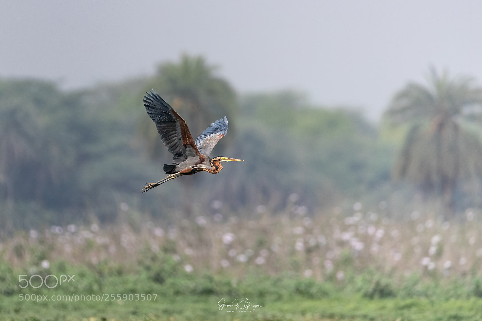 Canon EOS-1D X Mark II sample photo. Purple heron photography