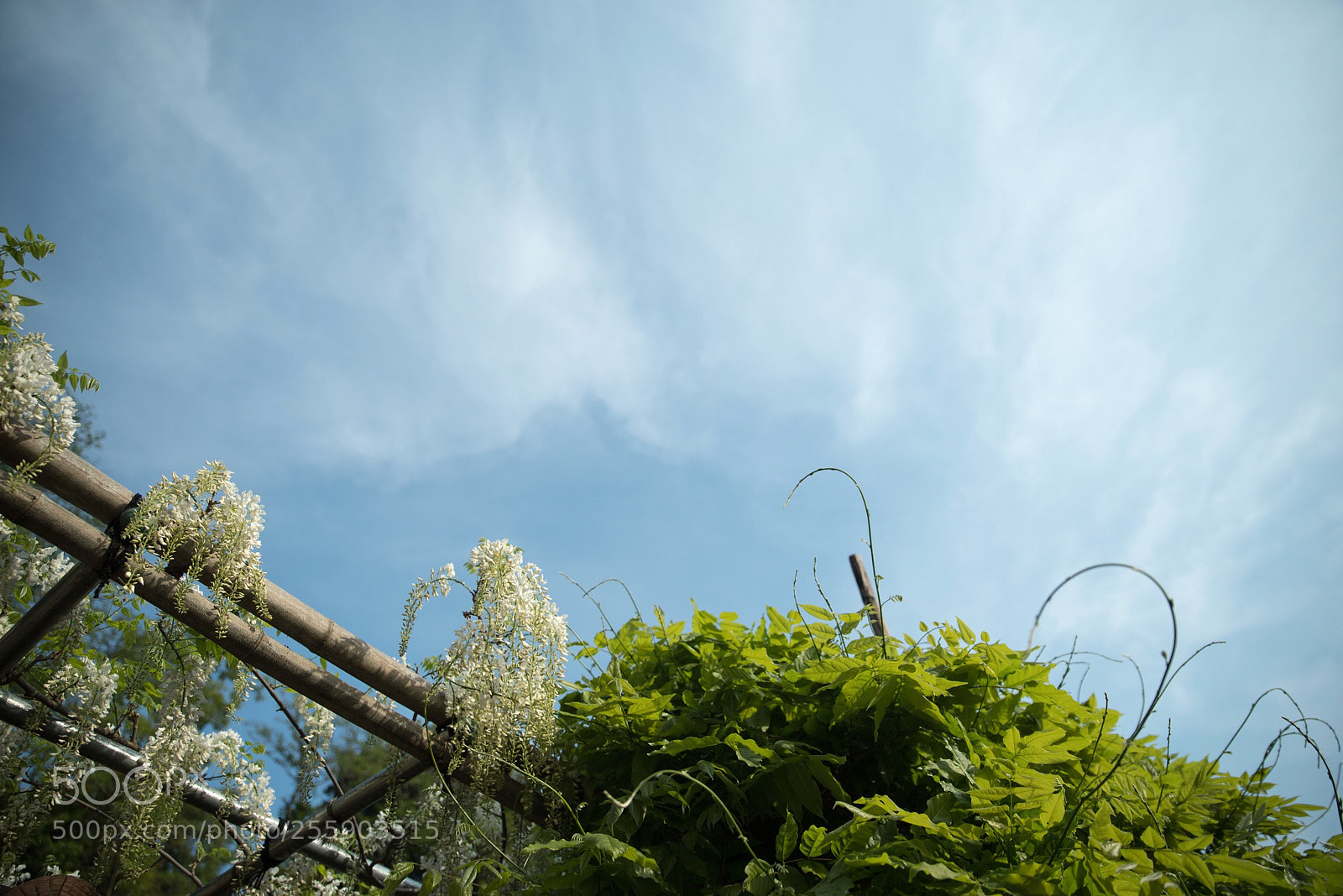 Pentax K-1 sample photo. Japanese wisteria  photography