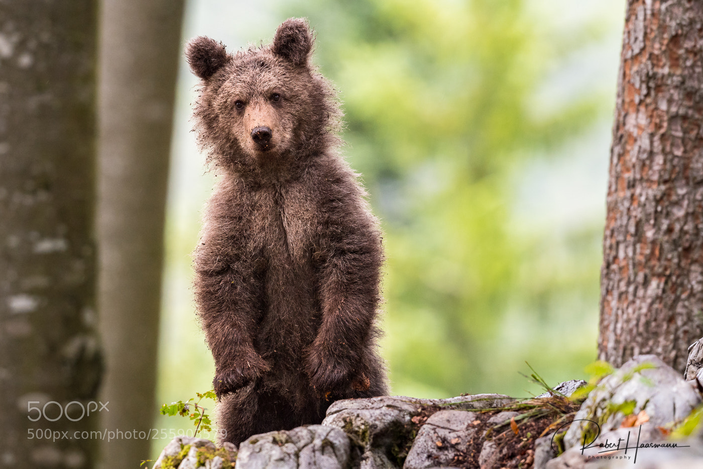 Nikon D5 sample photo. Curious young bear photography