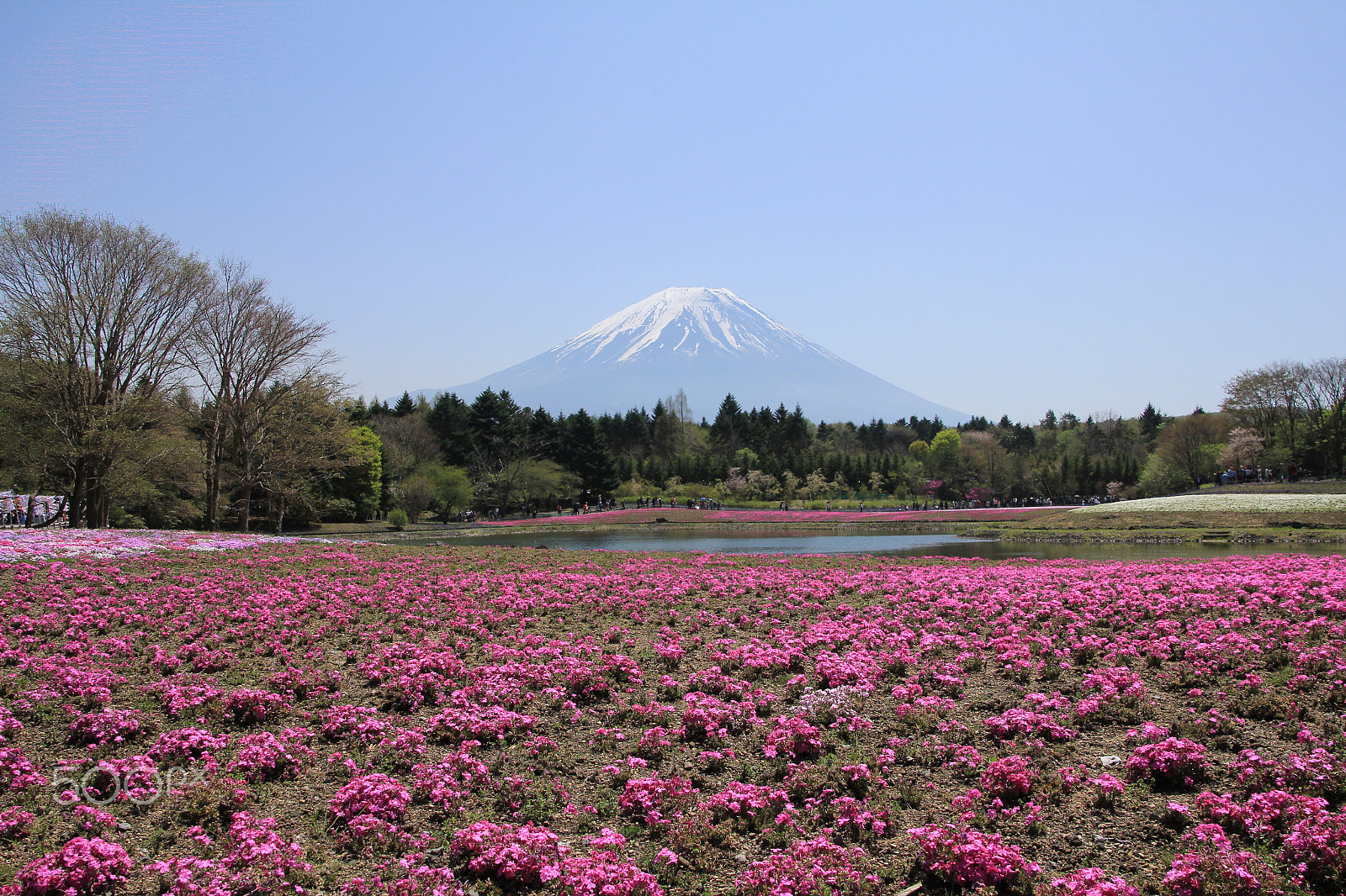 Canon EOS 60D sample photo. Spring beauty photography