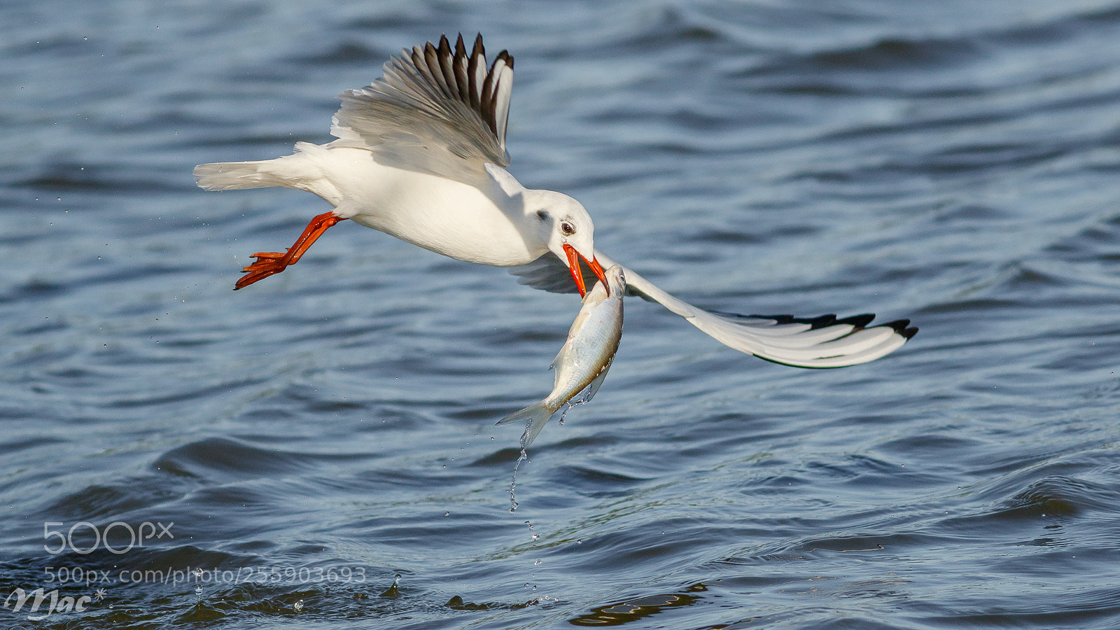Canon EOS 7D Mark II sample photo. Fishing photography