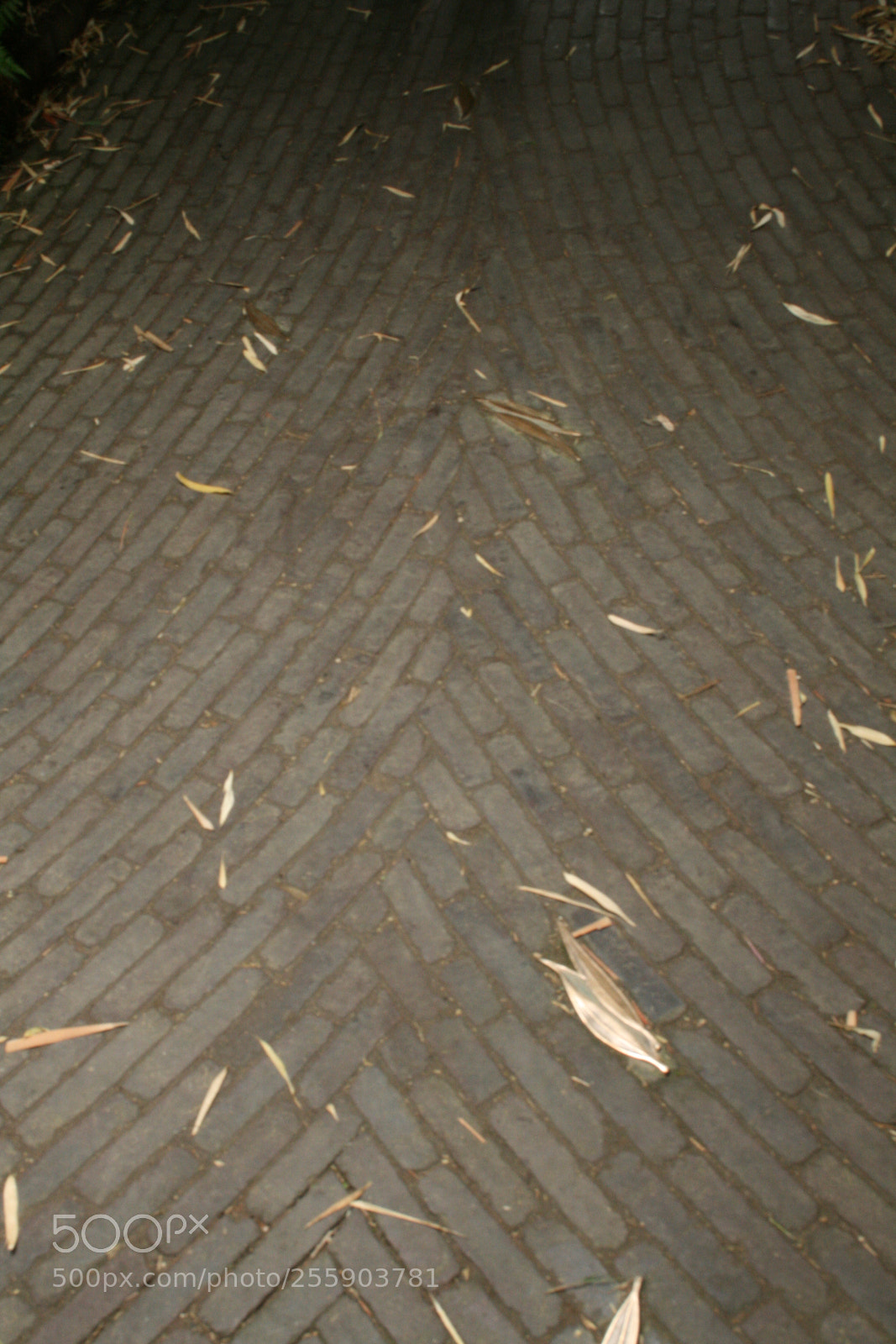 Canon EF-S 18-55mm F3.5-5.6 II sample photo. Tiles photography
