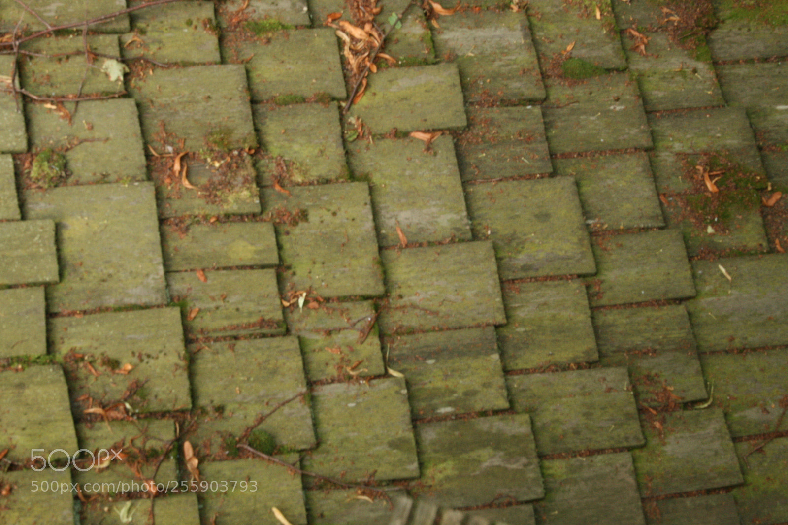 Canon EF-S 18-55mm F3.5-5.6 II sample photo. Tiles on a roof photography