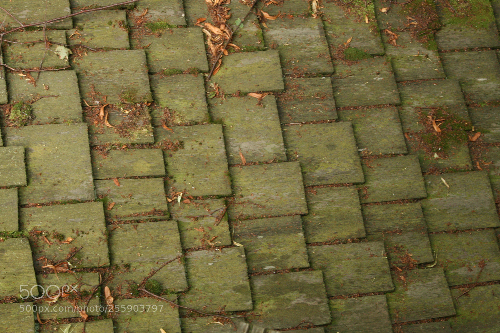 Canon EF-S 18-55mm F3.5-5.6 II sample photo. Tiles on a roof photography