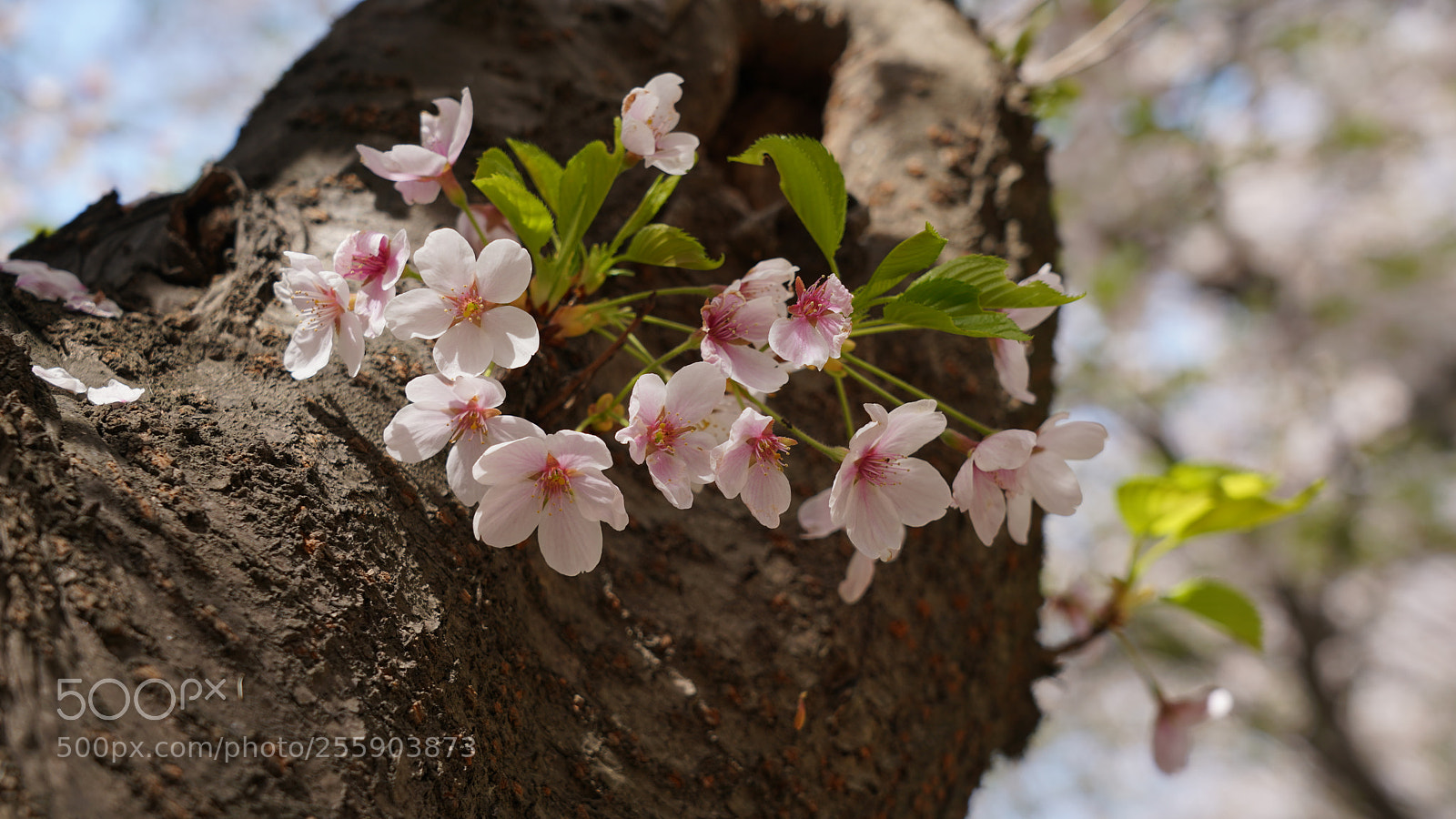 Sony a7R III sample photo. Spring flower photography