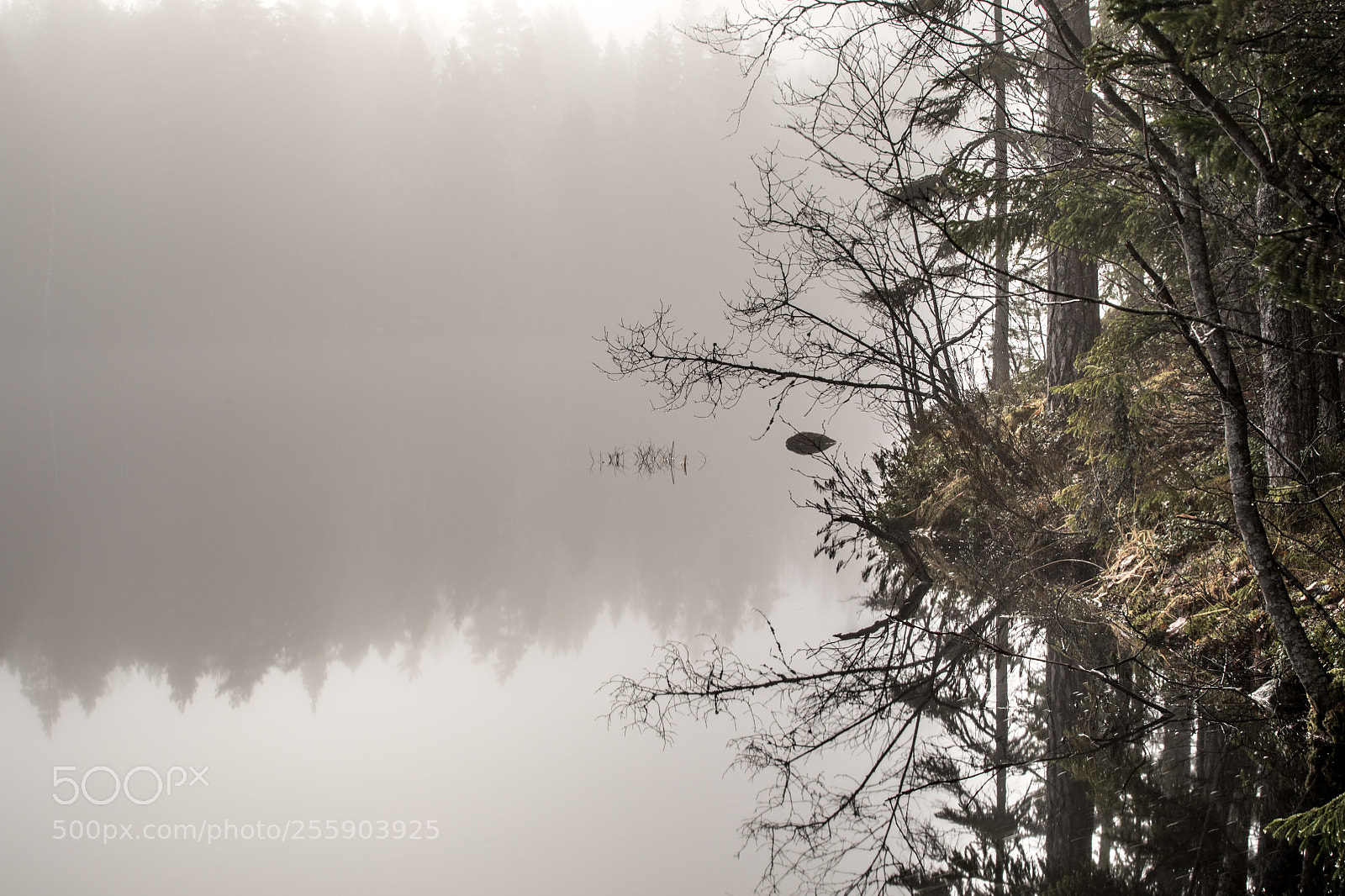 Canon EOS 5D Mark IV sample photo. Early mist iii photography