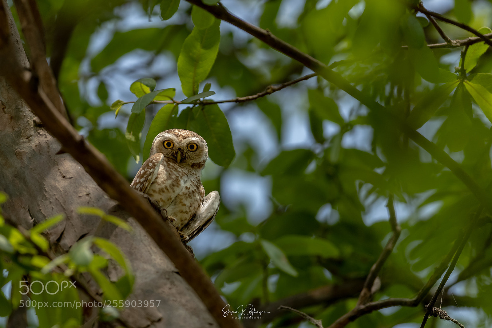 Canon EOS-1D X Mark II sample photo. Spotted owlet photography