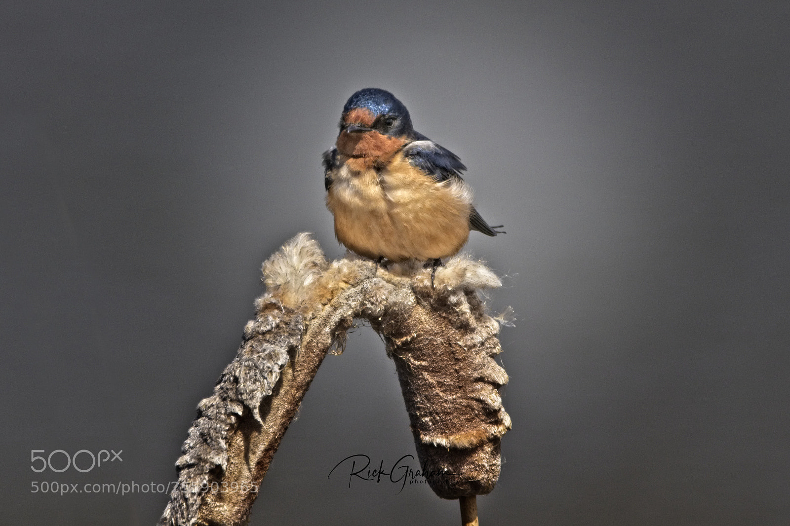Canon EOS 80D sample photo. Barn swallow photography