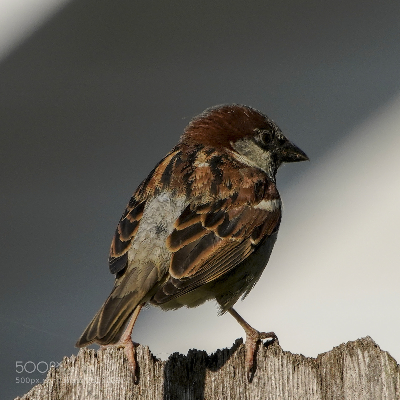 Sony a7R III sample photo. Sparrow photography