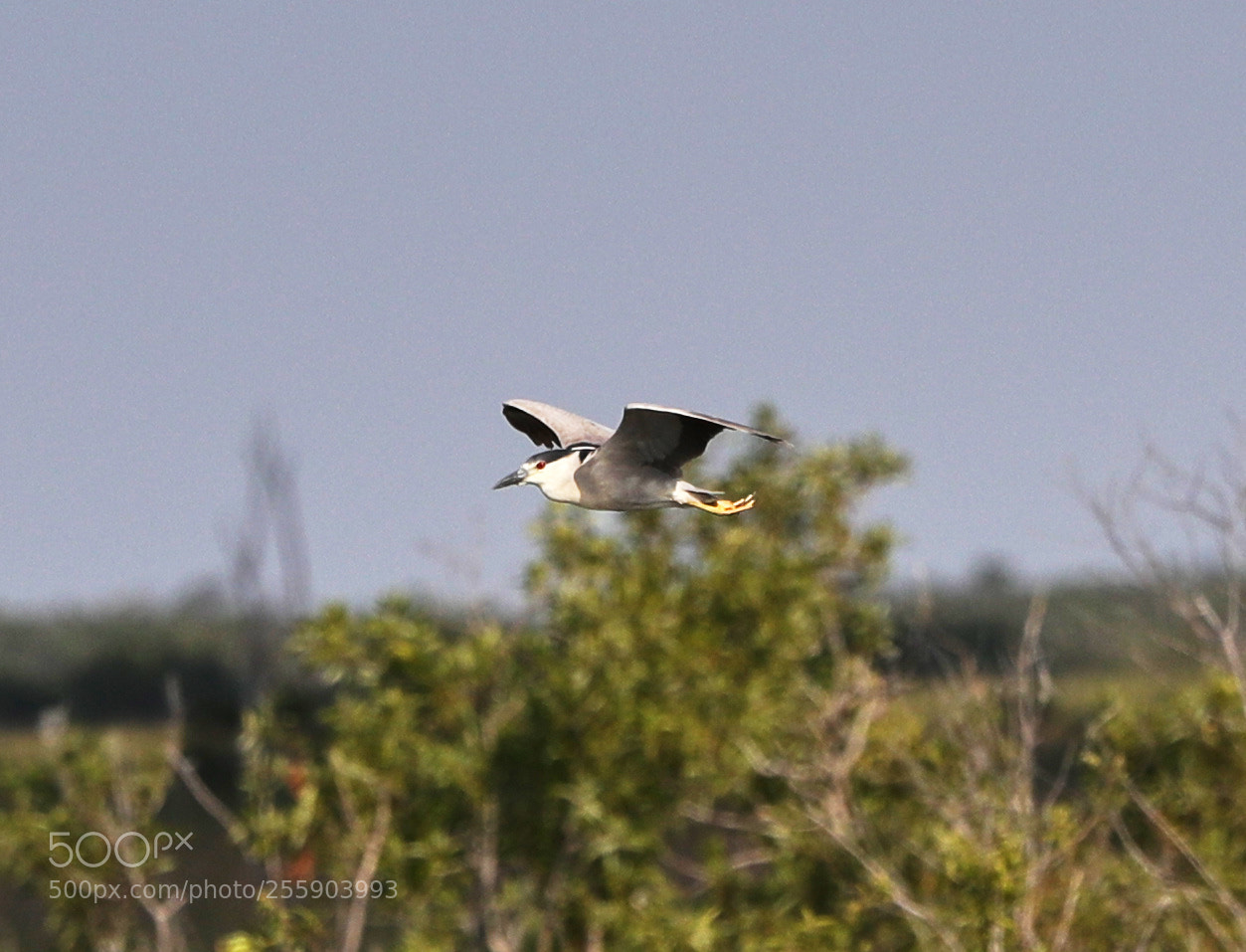 Canon EOS-1D X Mark II sample photo. 04-30-18-0015455.jpg photography