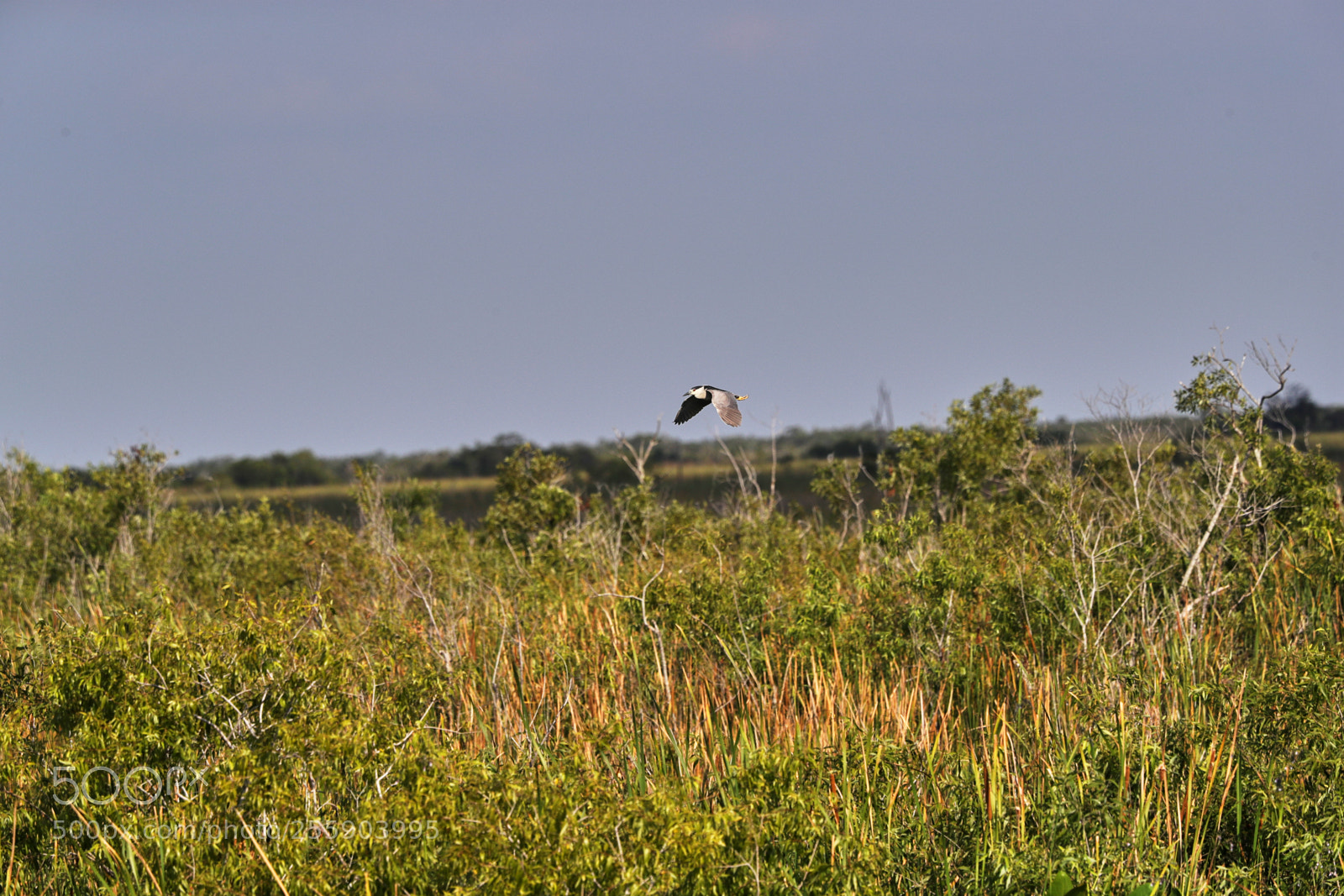 Canon EOS-1D X Mark II sample photo. 04-30-18-0015454.jpg photography