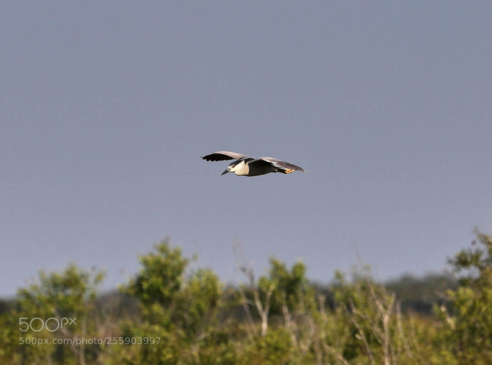Canon EOS-1D X Mark II sample photo. 04-30-18-0015453.jpg photography