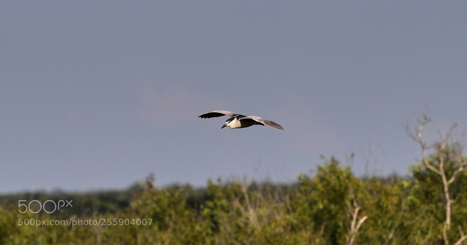 Canon EOS-1D X Mark II sample photo. 04-30-18-0015451.jpg photography