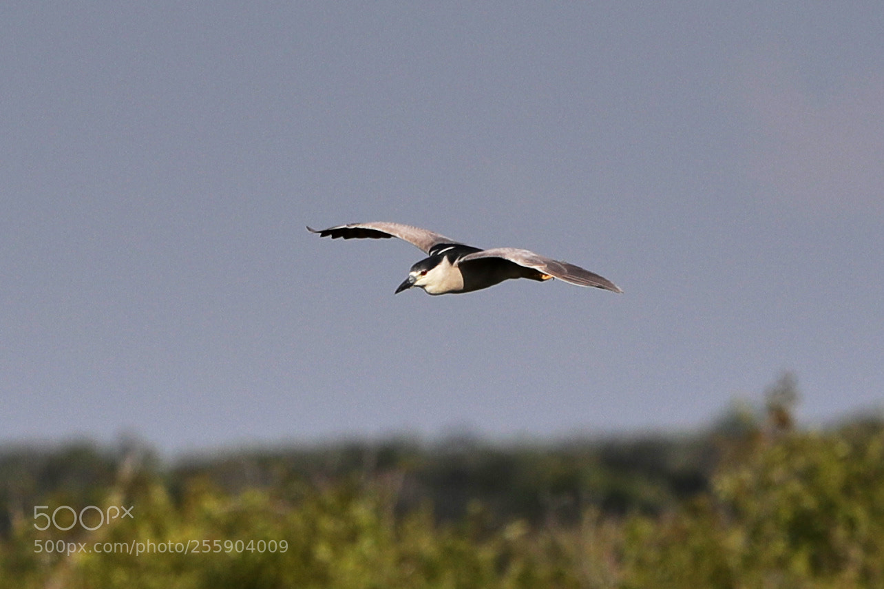 Canon EOS-1D X Mark II sample photo. 04-30-18-0015450.jpg photography
