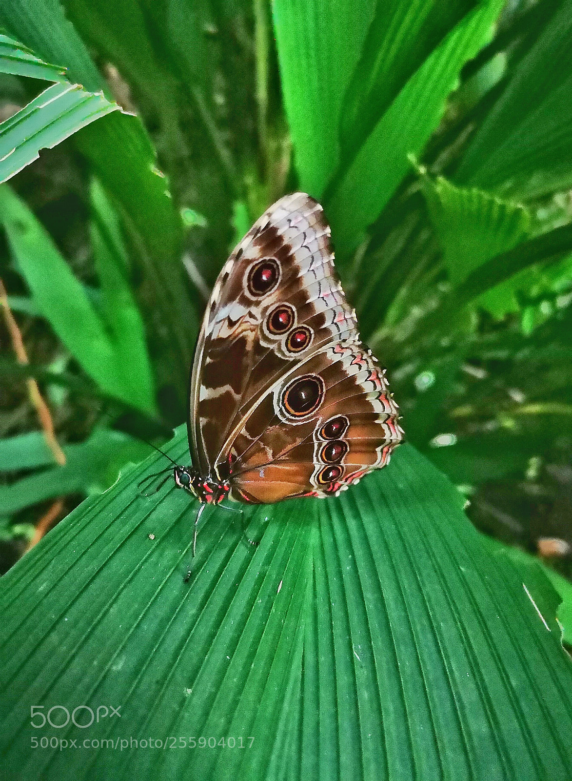 HUAWEI CLT-L29 sample photo. Butterfly photography