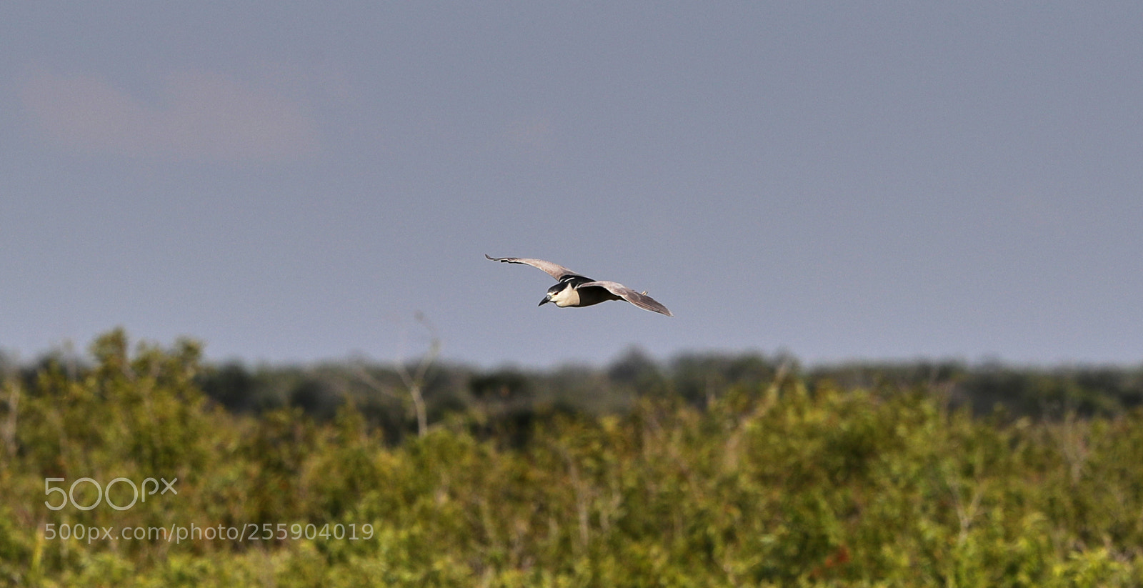 Canon EOS-1D X Mark II sample photo. 04-30-18-0015449.jpg photography