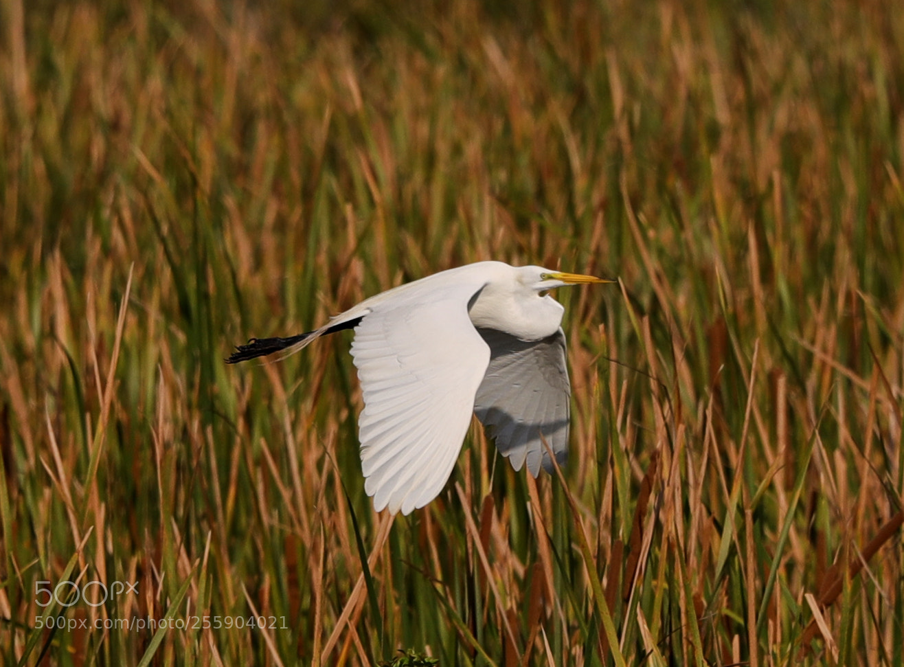 Canon EOS-1D X Mark II sample photo. 04-30-18-0015443.jpg photography
