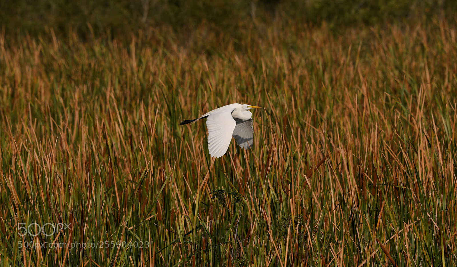 Canon EOS-1D X Mark II sample photo. 04-30-18-0015443 1.jpg photography