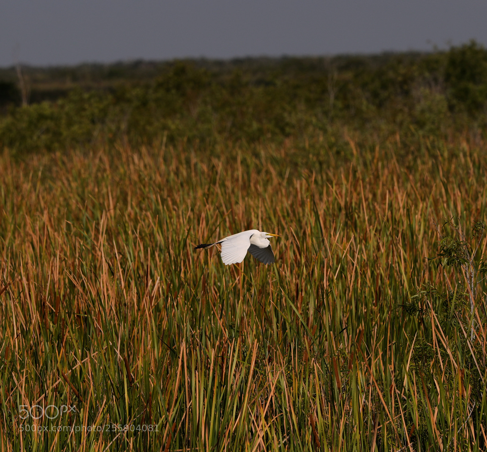Canon EOS-1D X Mark II sample photo. 04-30-18-0015441 1.jpg photography