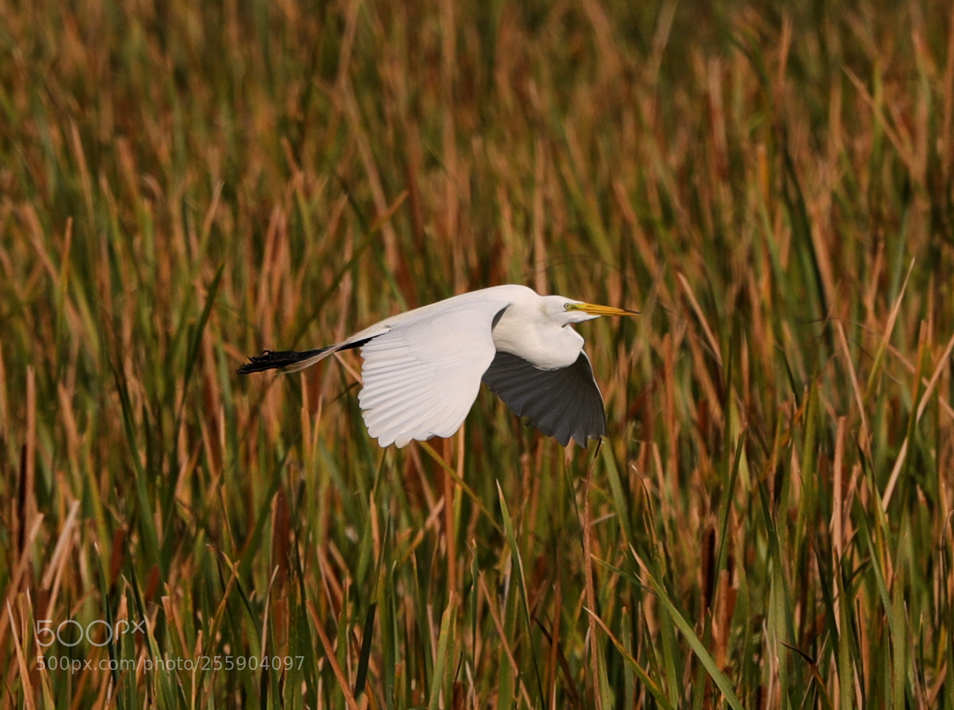Canon EOS-1D X Mark II sample photo. 04-30-18-0015441.jpg photography