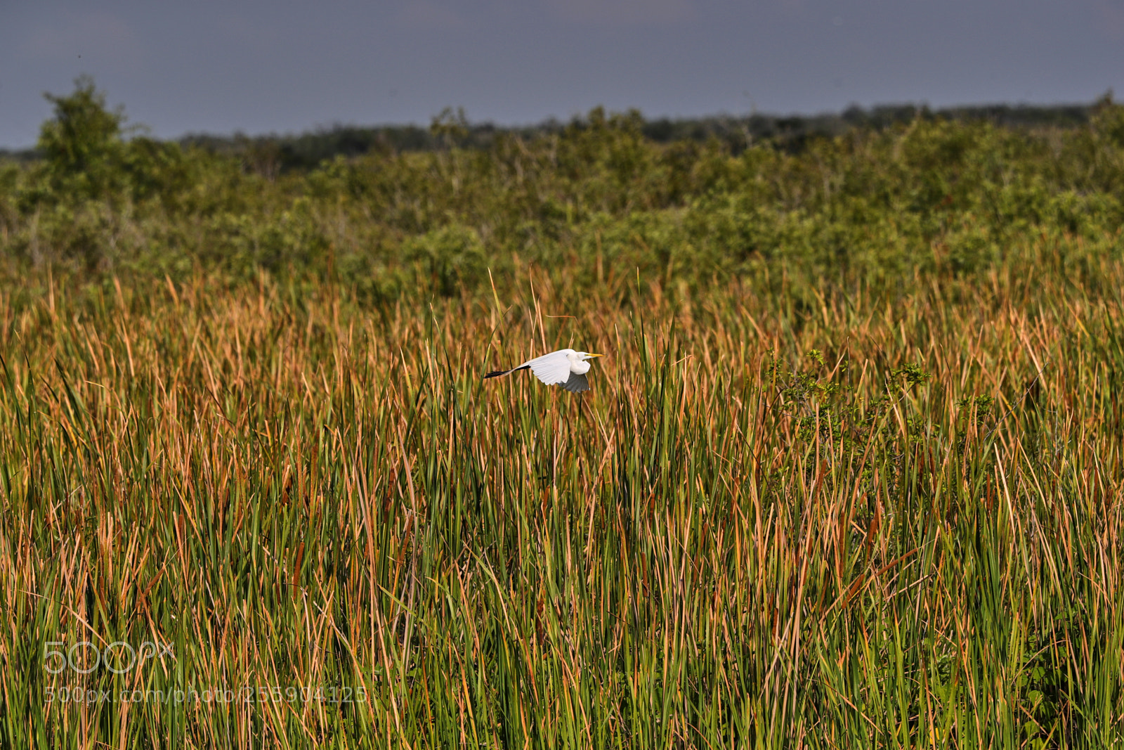 Canon EOS-1D X Mark II sample photo. 04-30-18-0015440.jpg photography