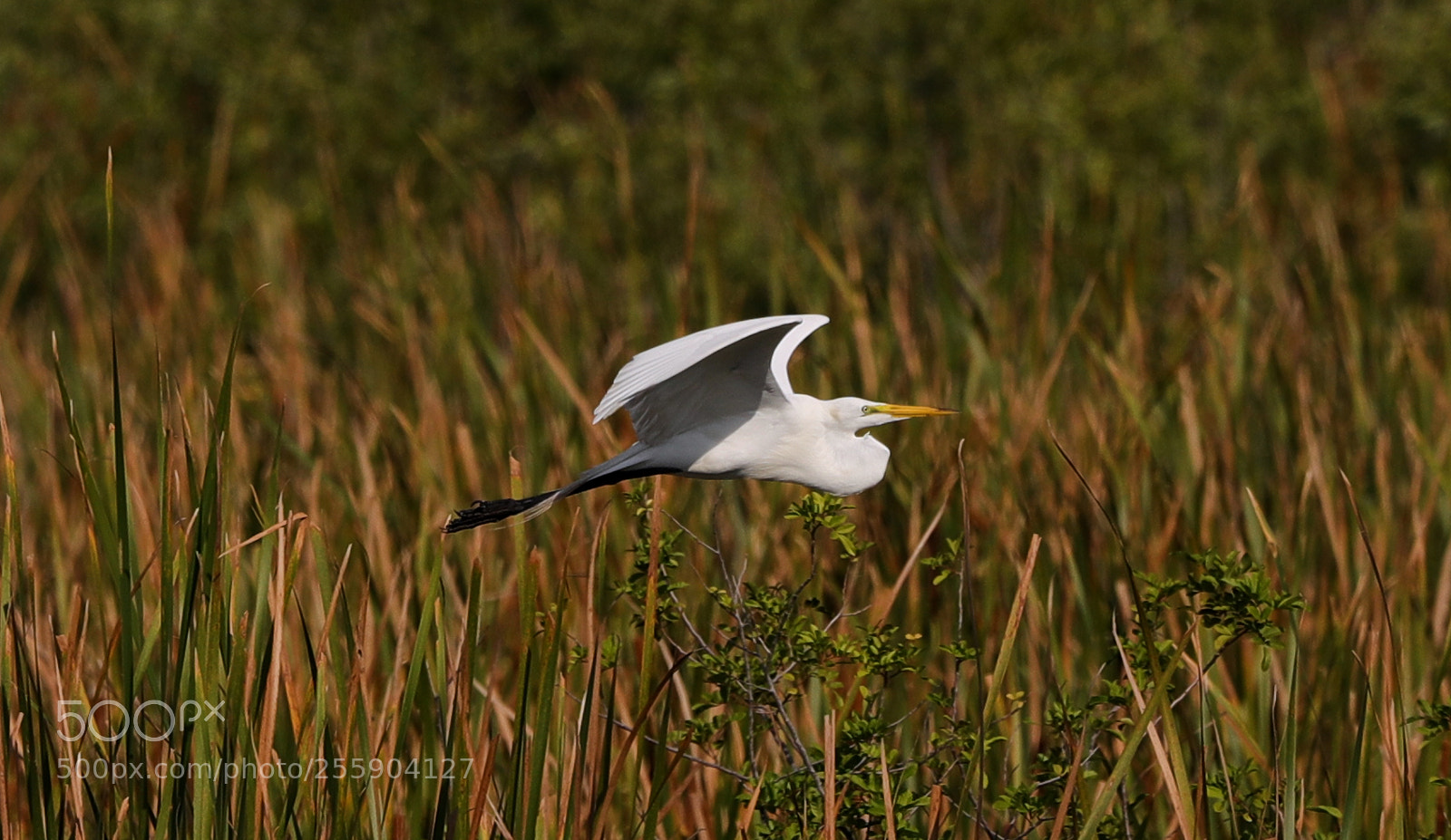 Canon EOS-1D X Mark II sample photo. 04-30-18-0015439.jpg photography
