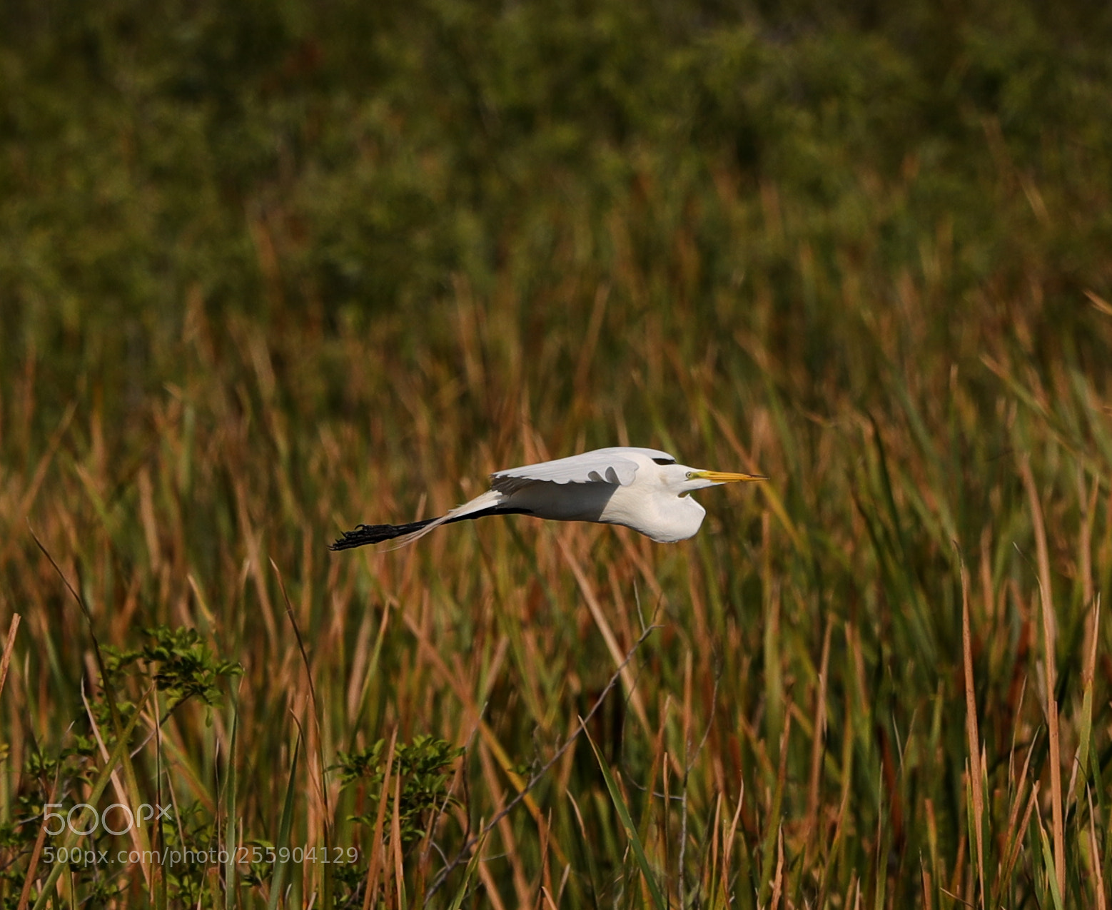 Canon EOS-1D X Mark II sample photo. 04-30-18-0015438.jpg photography