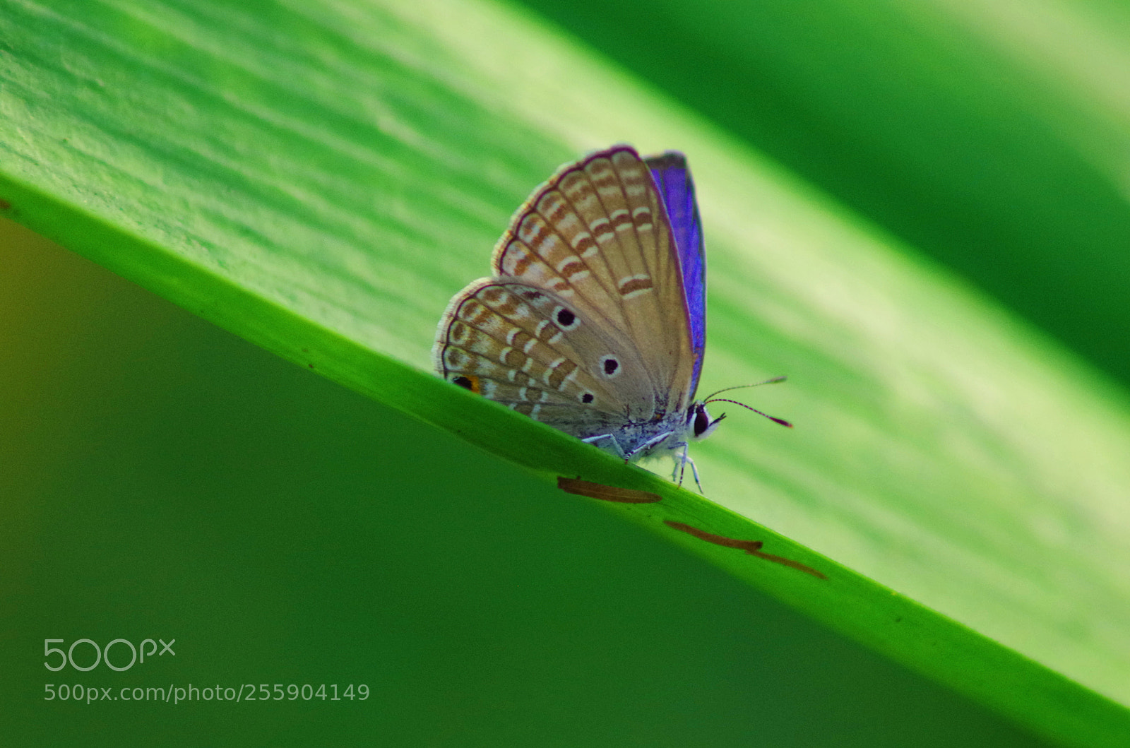 Pentax K-500 sample photo. Plains cupid ! photography