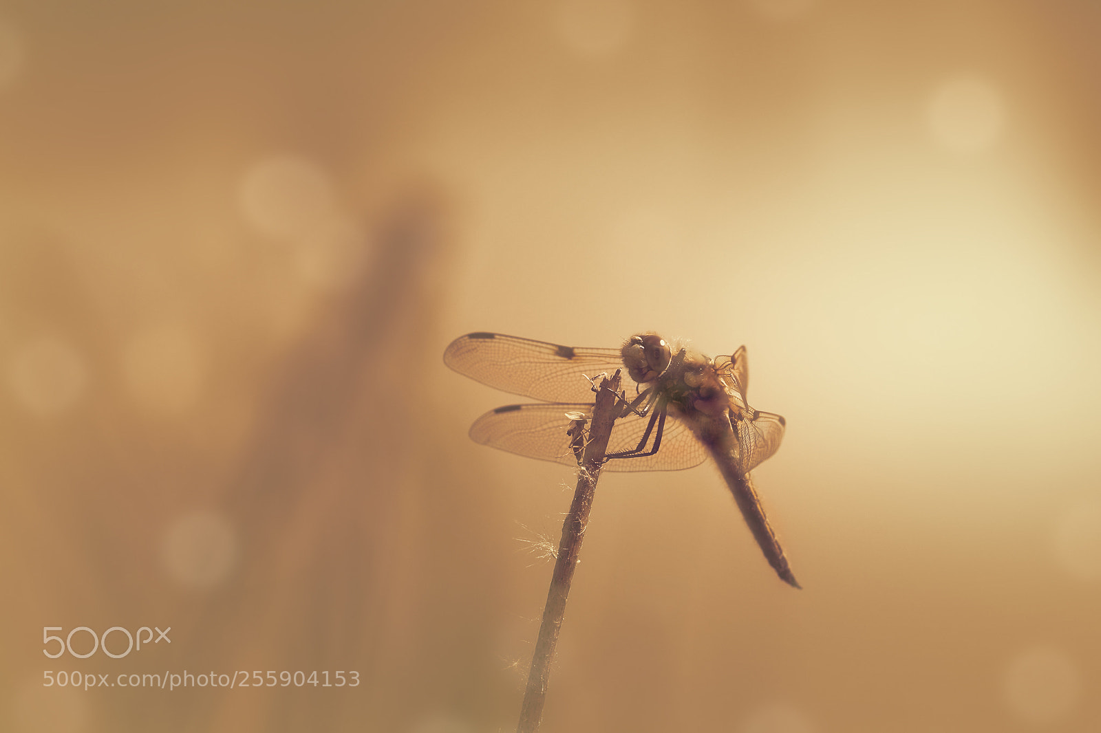Canon EOS 80D sample photo. Dragonfly photography