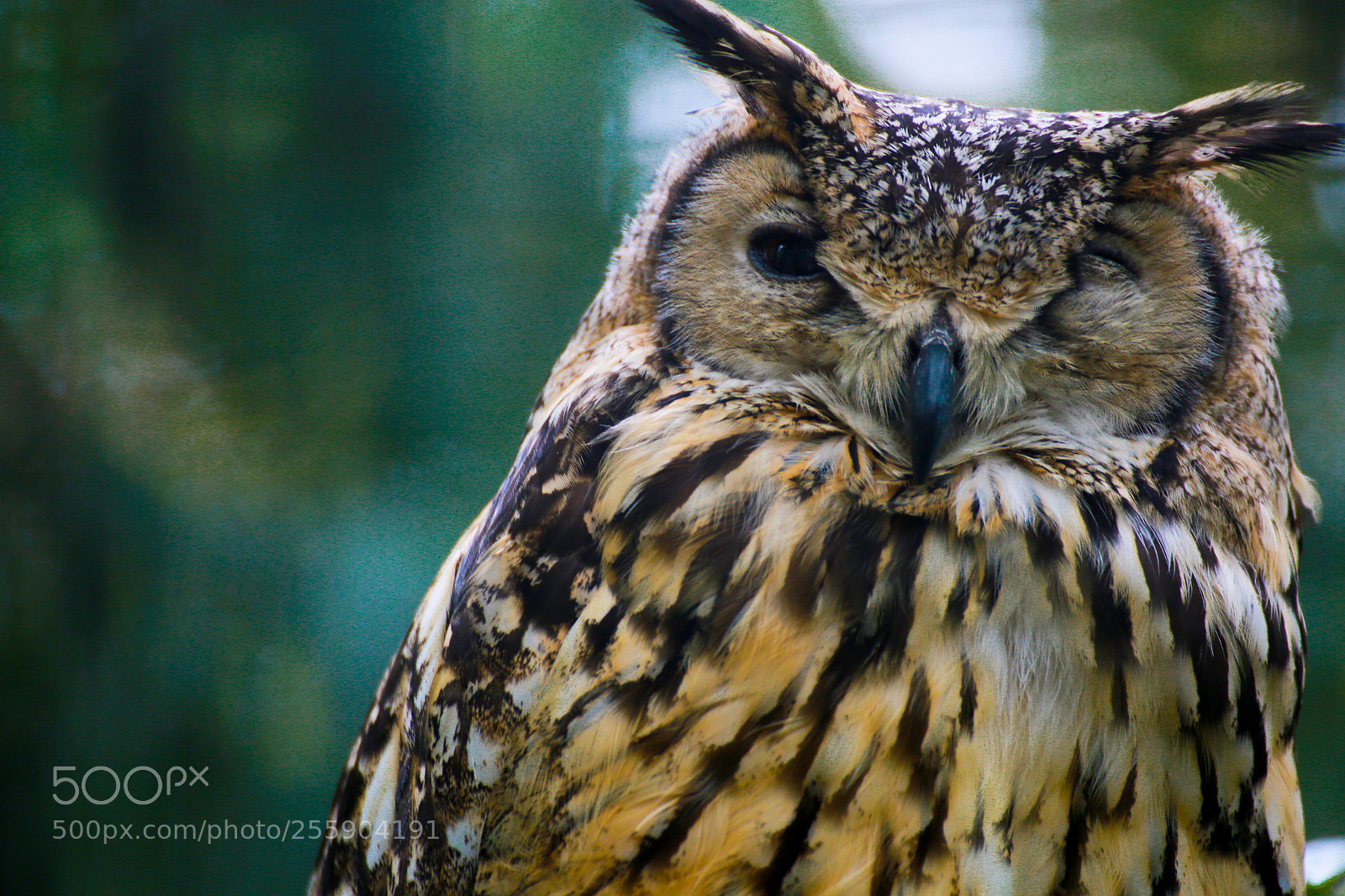 Canon EOS 6D sample photo. Owl photography
